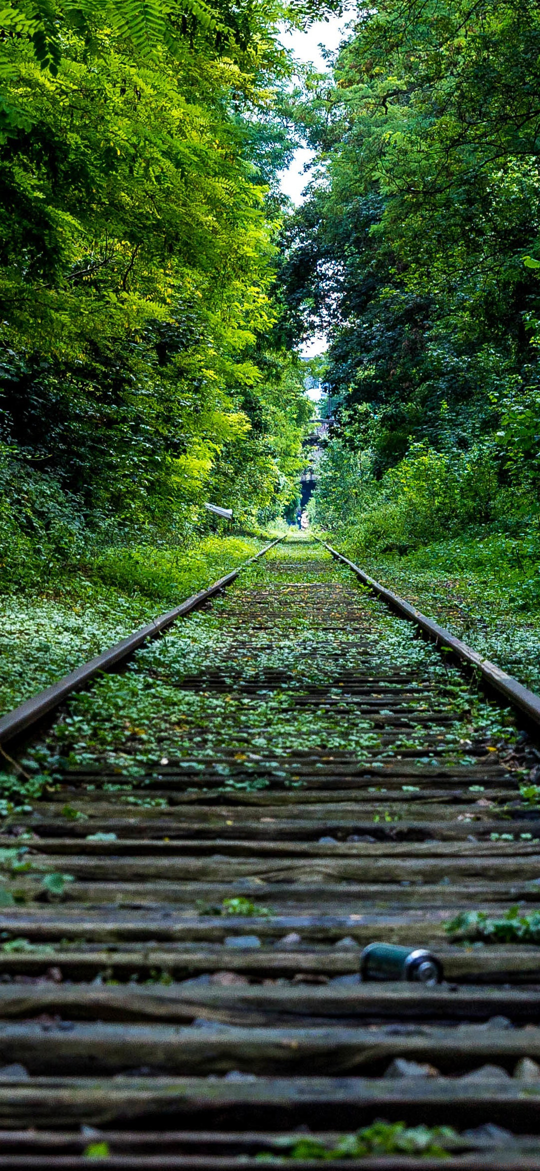 Railway Track In Forest Nature Wallpaper For Mobile Wallpaper Railroad HD Wallpaper