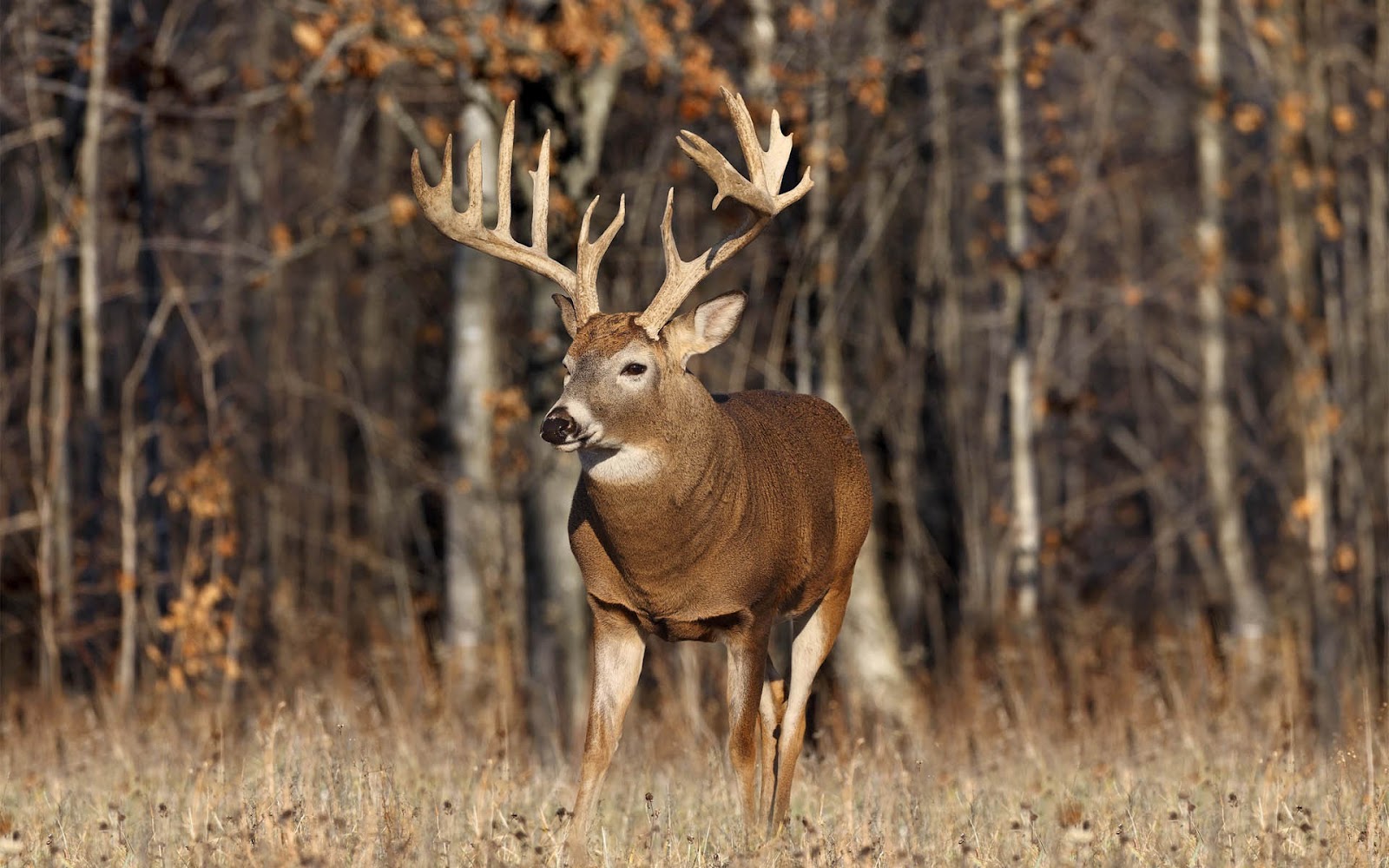 Free download Deer Desktop Wallpaper Deer HD Wallpaper [1600x1000] for your Desktop, Mobile & Tablet. Explore Wallpaper of Deer for Computer. Whitetail Deer Photo for Wallpaper, Whitetail Deer