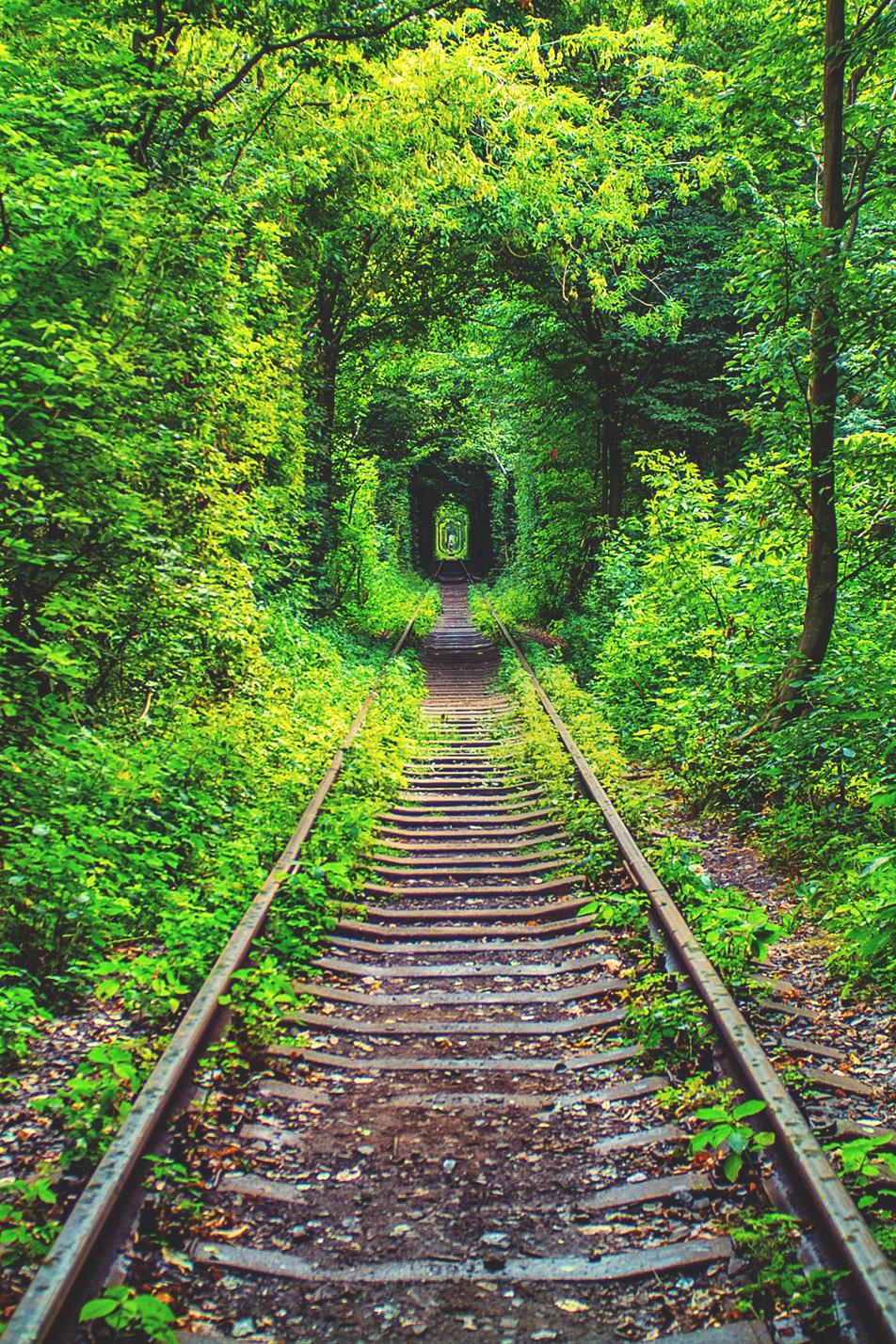 Railway Green Forest Tunnel Wallpaper Railway Track