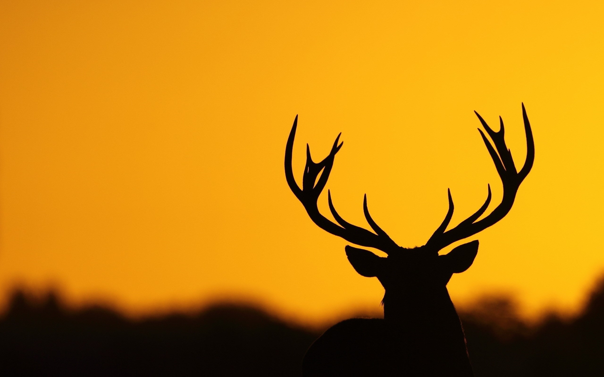 Deer Wallpaper background picture