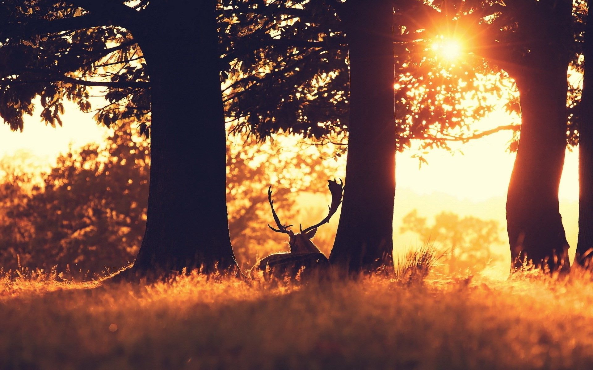 deer HD wallpaper Desktop Wallpaperk HD. Deer wallpaper, HD background, Cool desktop wallpaper