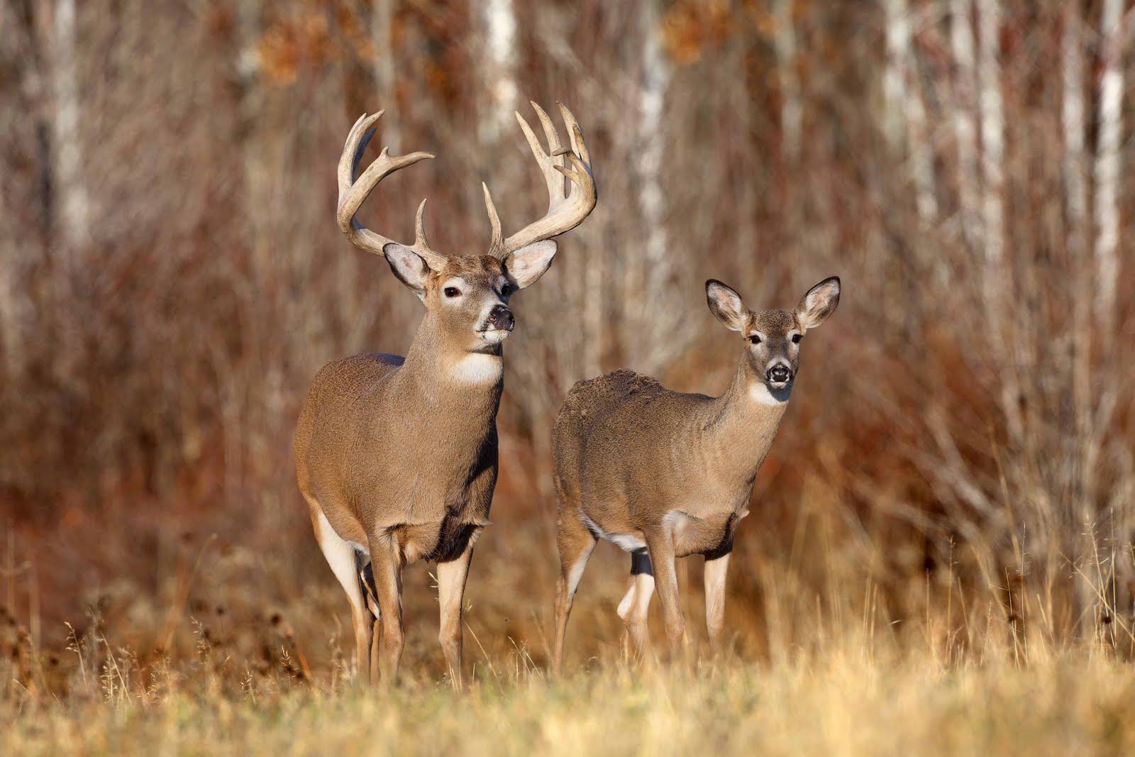 Free download Deer Photo HD Wallpaper Desktop Wallpaper [1600x1067] for your Desktop, Mobile & Tablet. Explore Desktop Wallpaper Deer. Whitetail Deer Desktop Wallpaper, Deer Hunting Wallpaper Desktop, Whitetail Deer HD Wallpaper