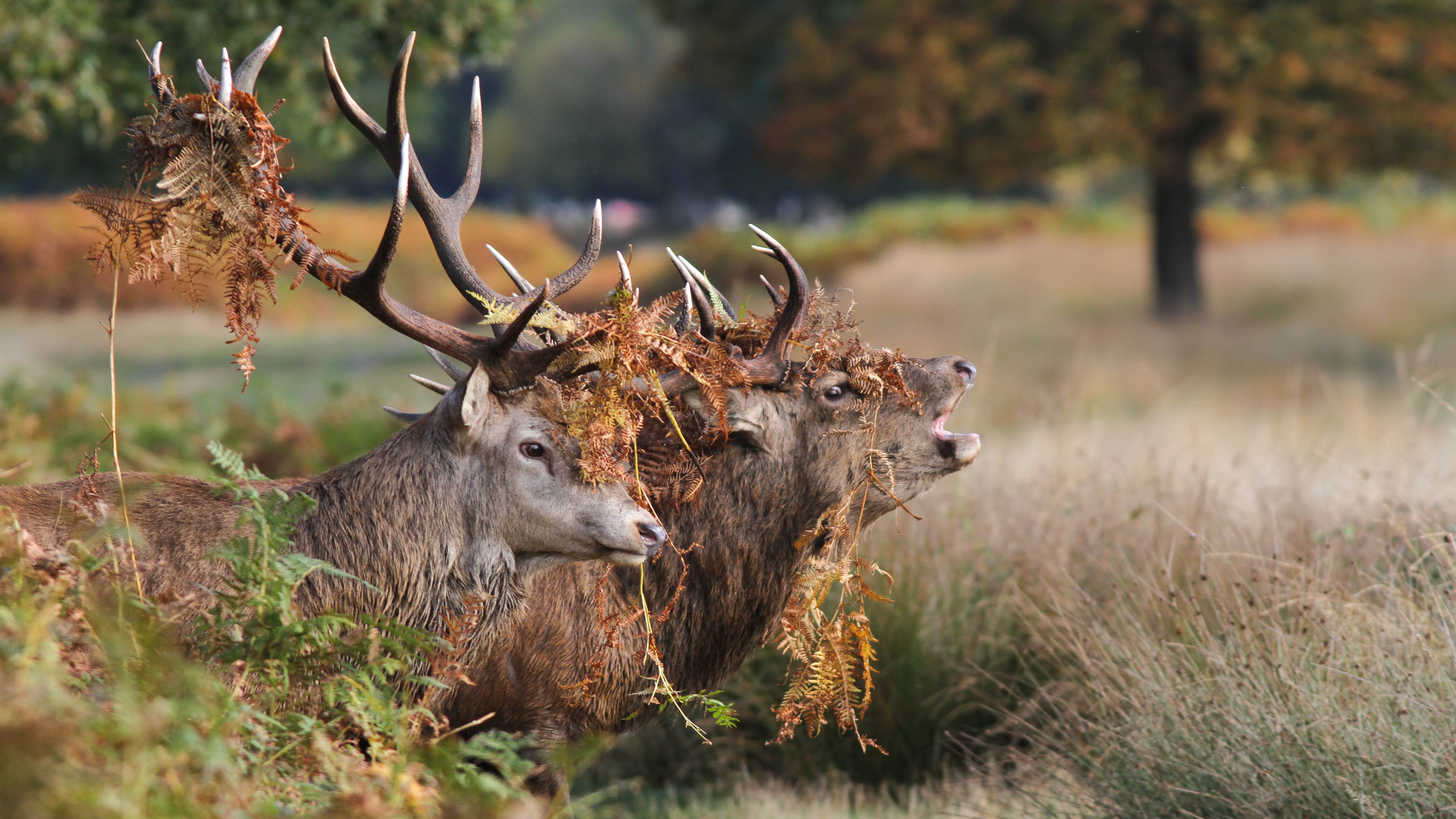 Red Deer Desktop Background