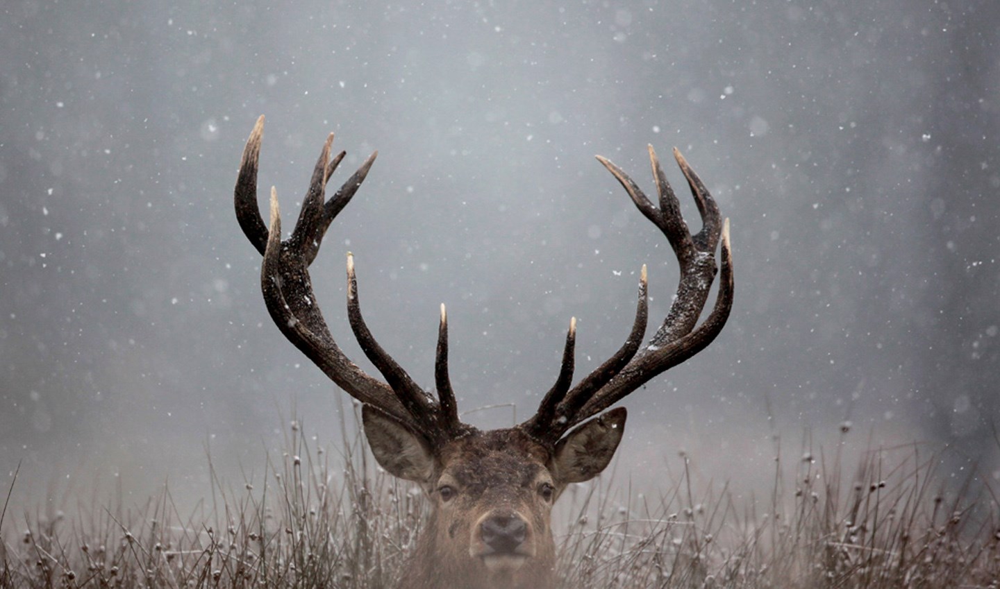 deer HD wallpaper, background