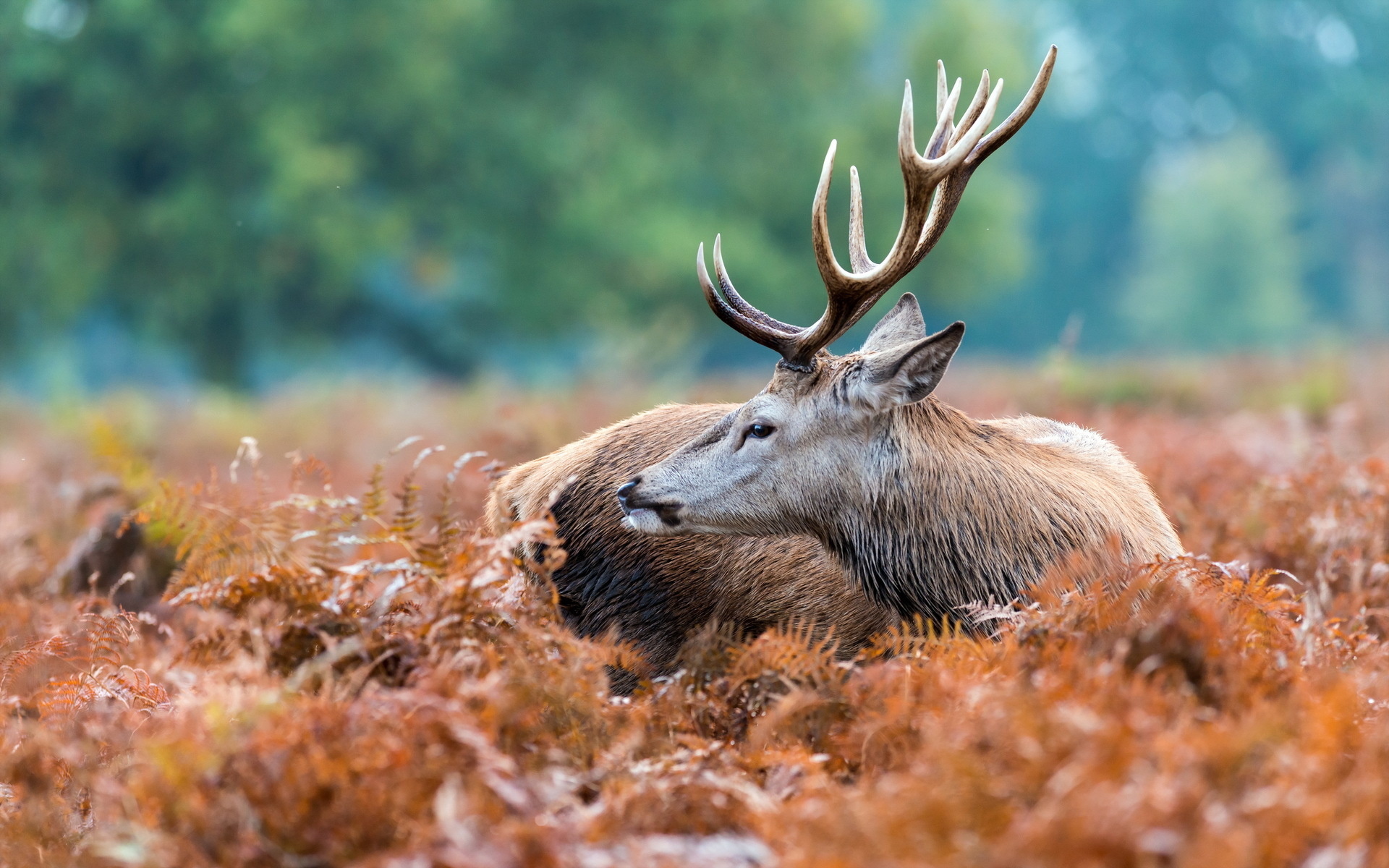 deer Wallpaper HD / Desktop and Mobile Background