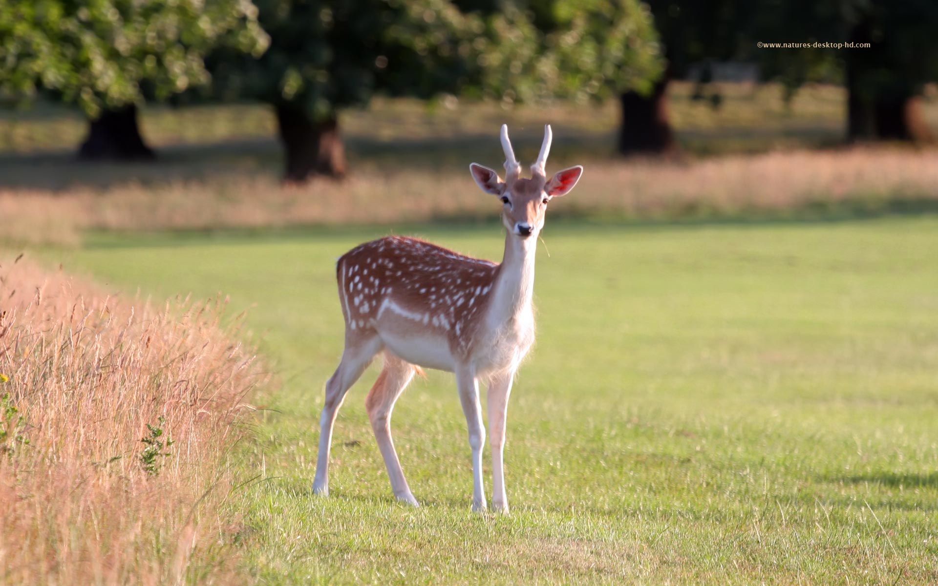 Free download deer picture HD wallpaper Desktop Background for HD [1920x1200] for your Desktop, Mobile & Tablet. Explore Deer Wallpaper for My Desktop. Deer Hunting Wallpaper For Computer, Whitetail