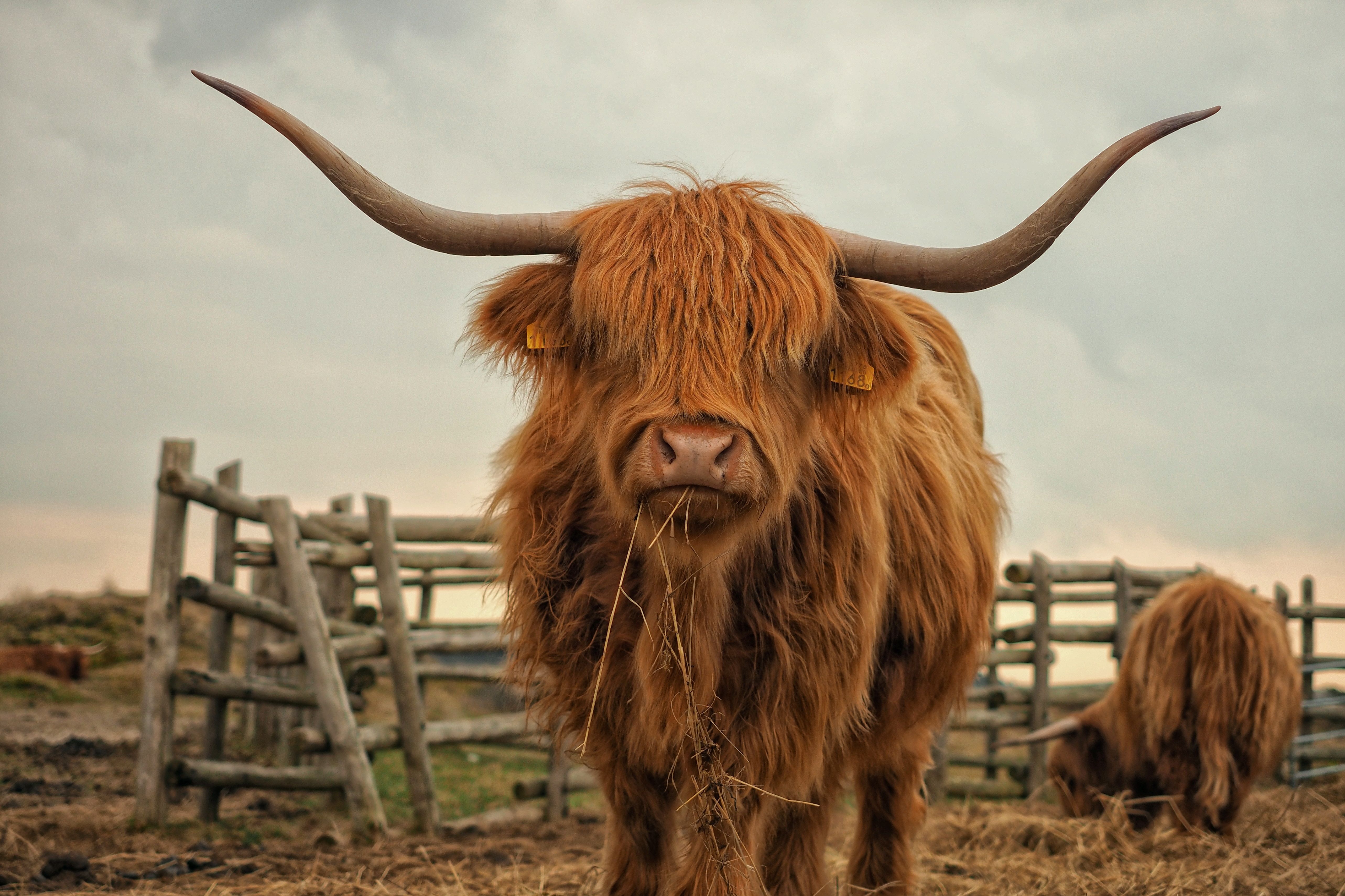 Highland Cow Wallpaper Free Highland Cow Background