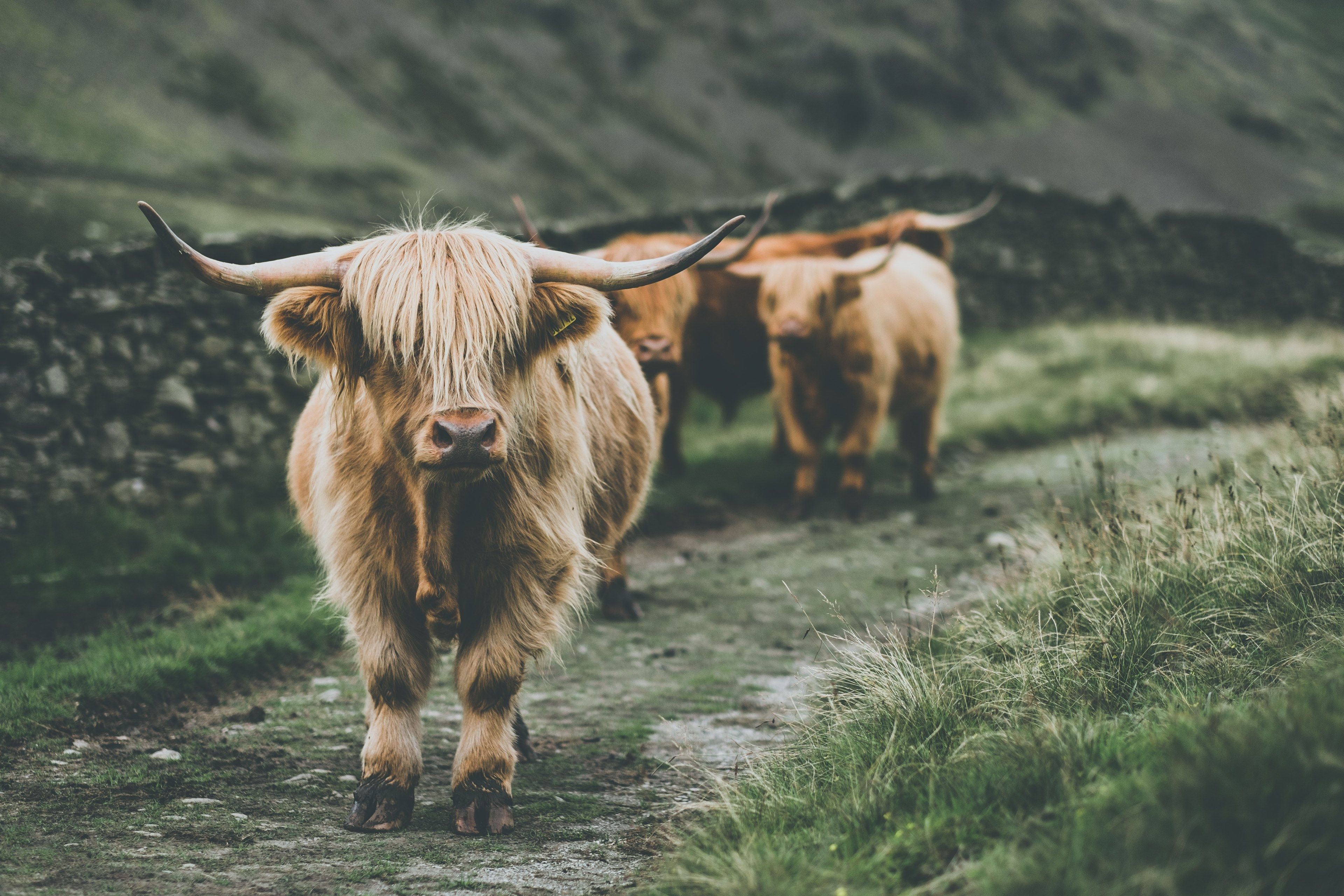Highland Cow Wallpaper Free Highland Cow Background