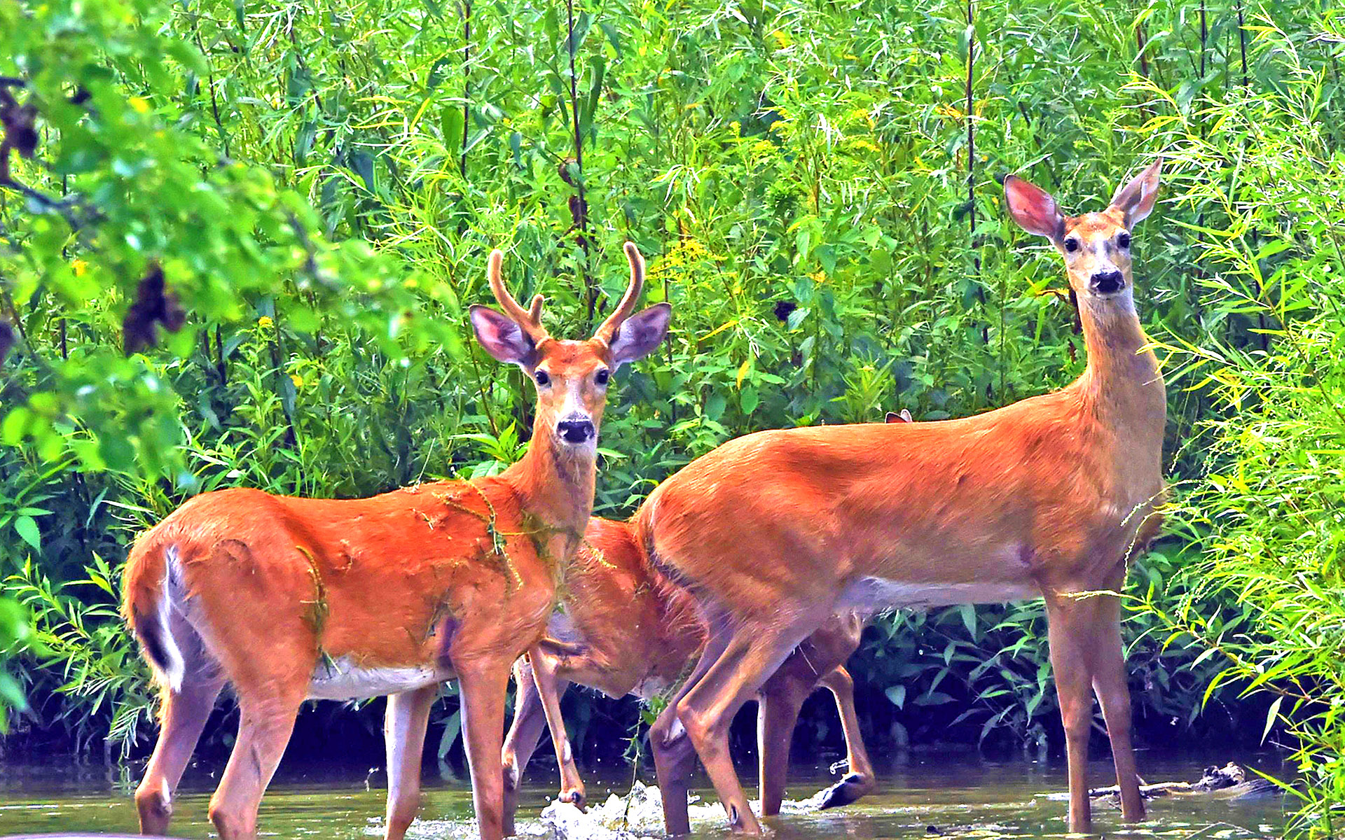 Male And Female Deer Flow Forest Green Vegetation Desktop Wallpaper HD 1920x1200, Wallpaper13.com