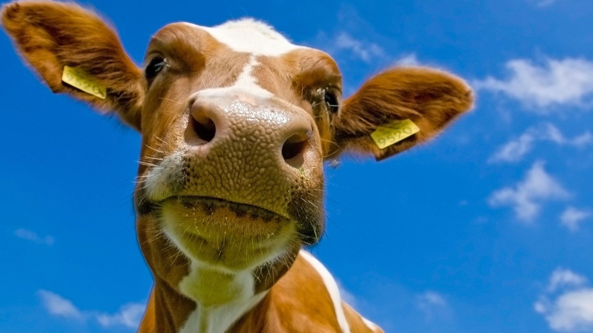 Cow Picture & Wallpaper