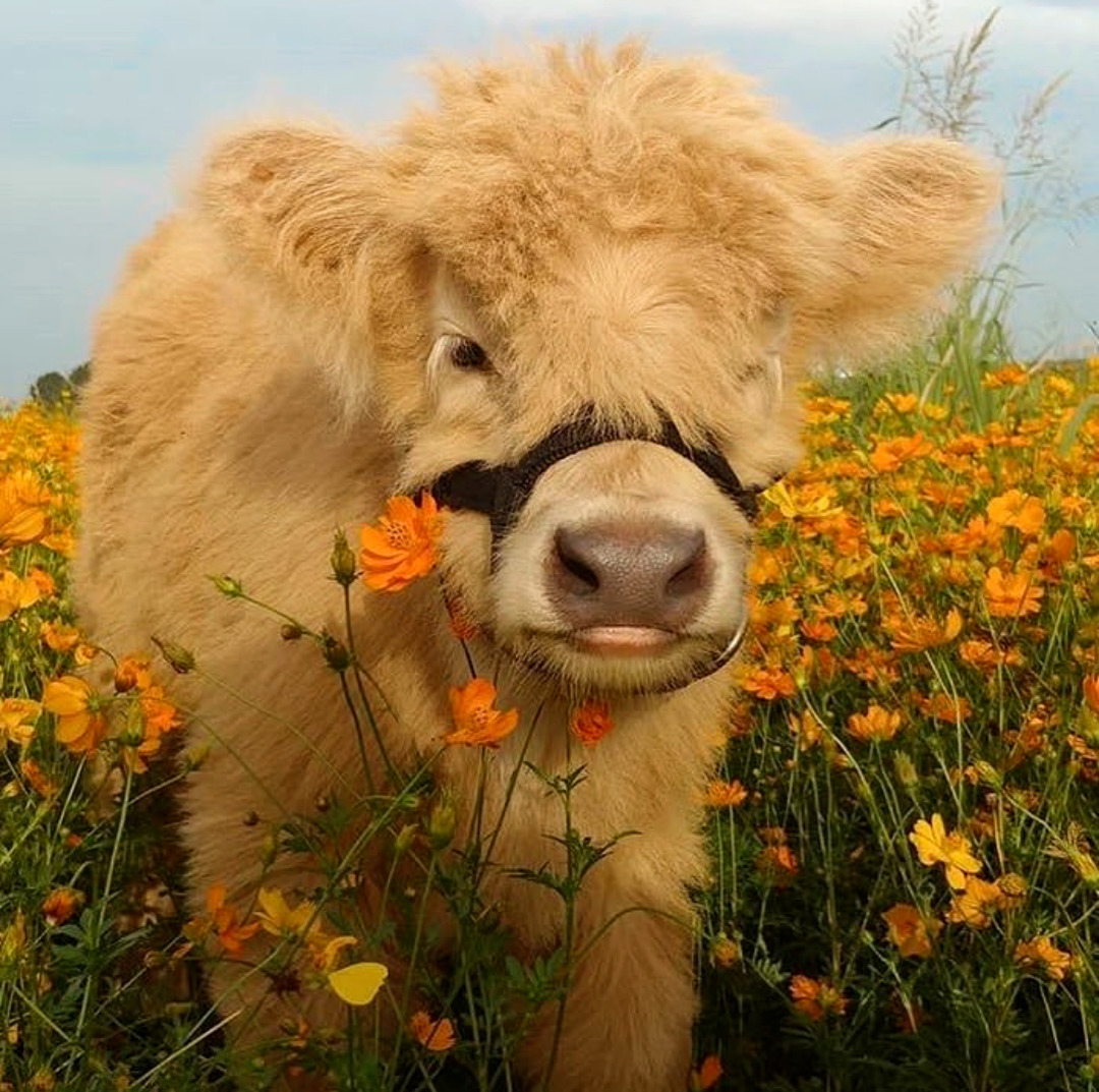cottagecore. Fluffy cows, Fluffy animals, Cute baby animals