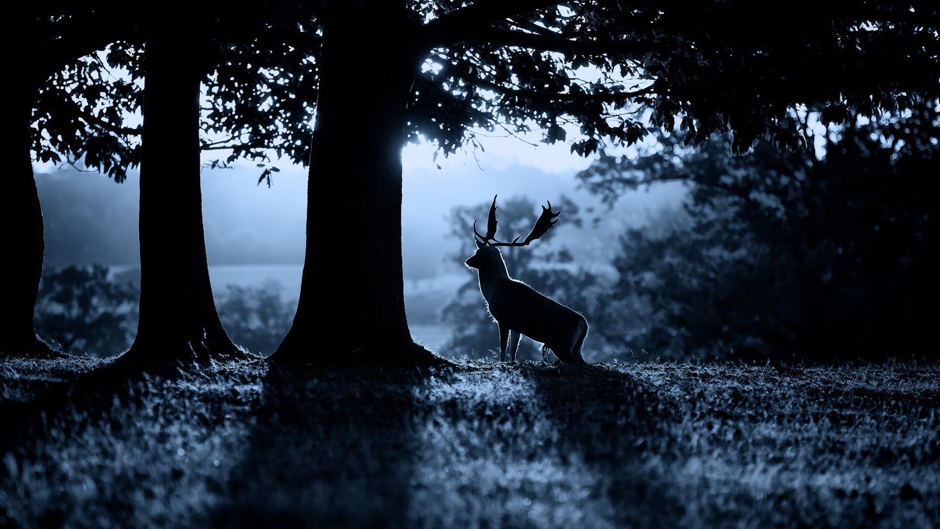 Deer Wallpaper