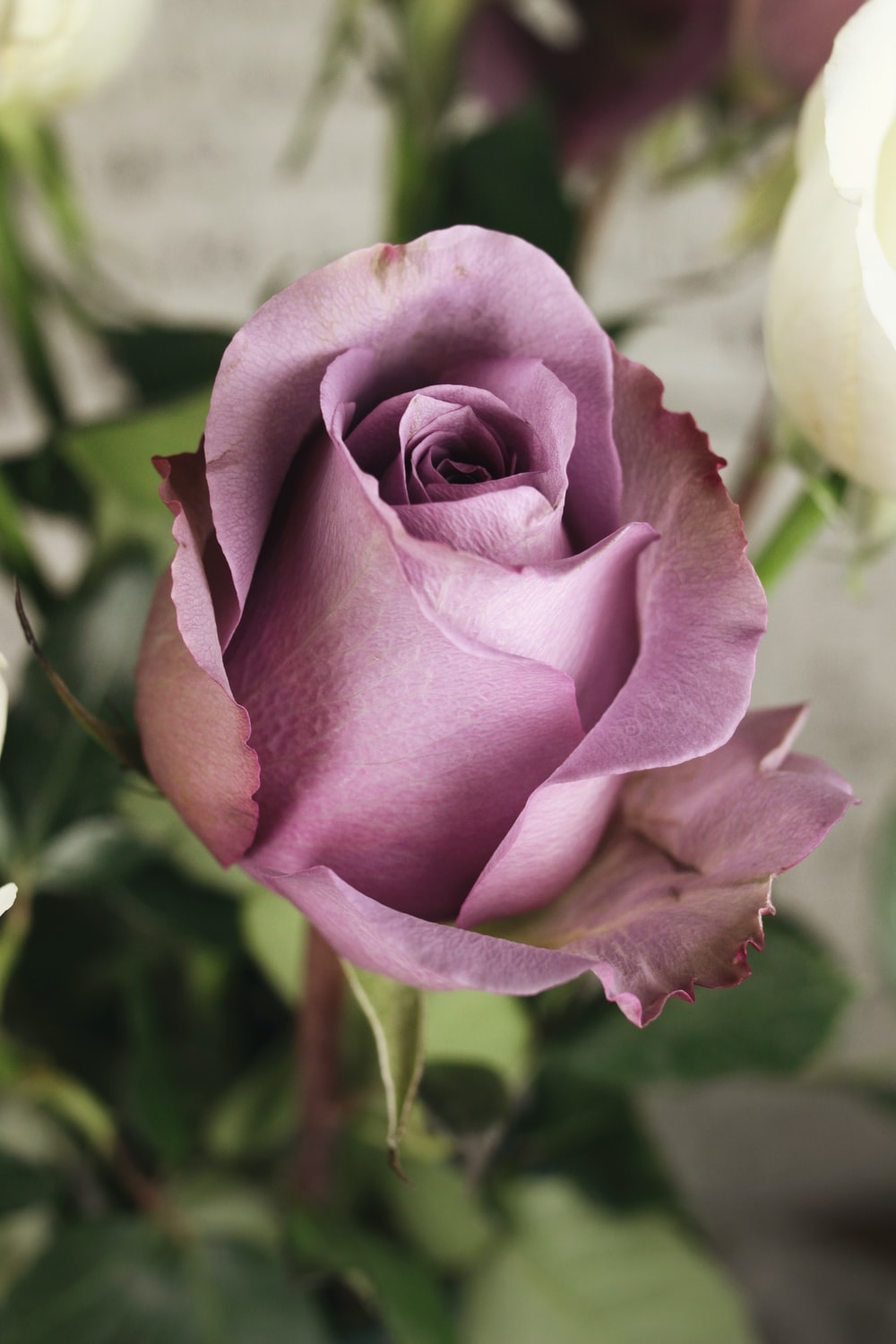 Purple Rose Picture. Download Free Image