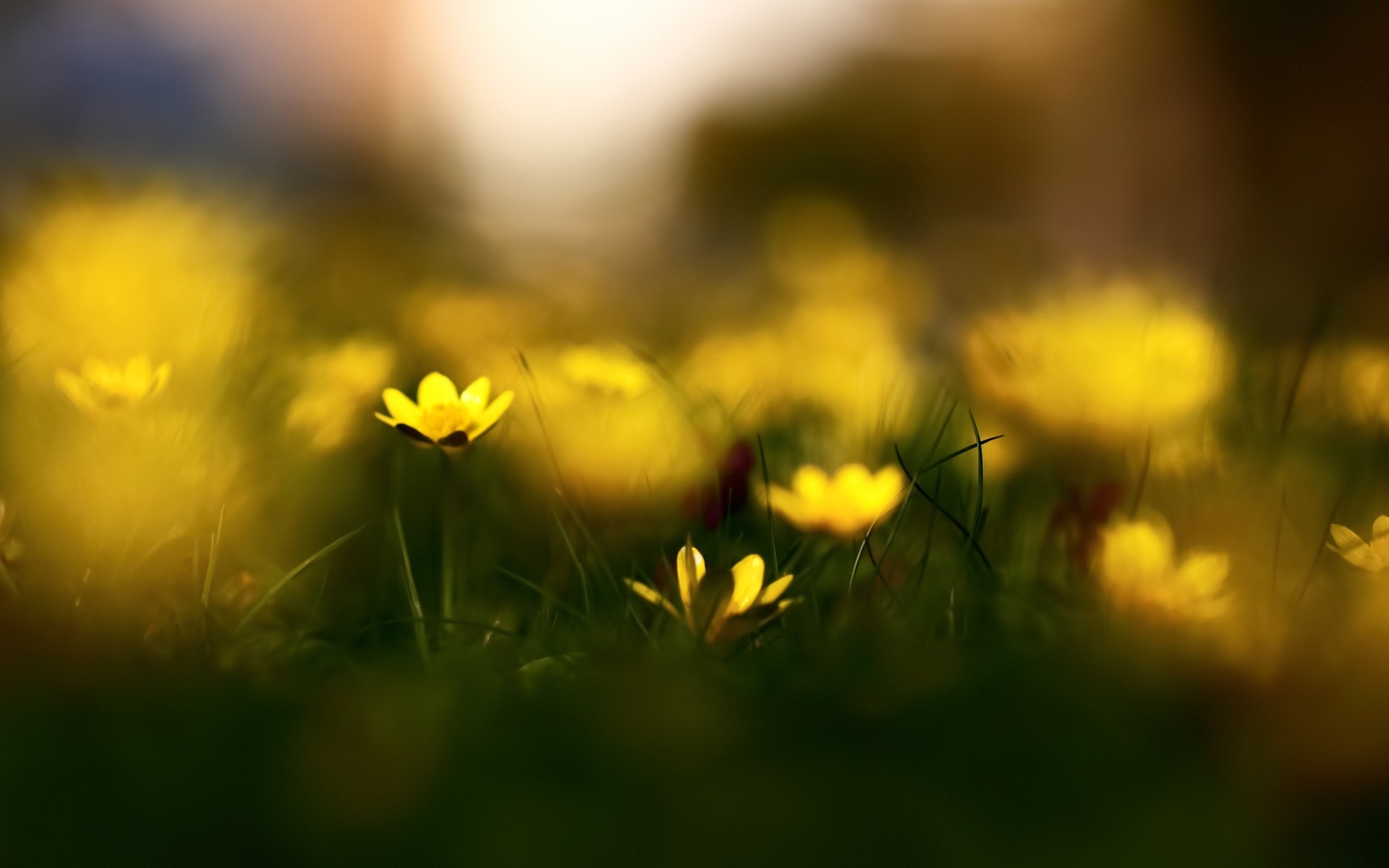 Wallpaper, sunlight, sunset, flowers, nature, field, green, yellow, morning, Sun, wildflowers, Daisy, light, autumn, leaf, flower, flora, blur, petal, meadow, wildflower, computer wallpaper, land plant, flowering plant, close up, macro photography