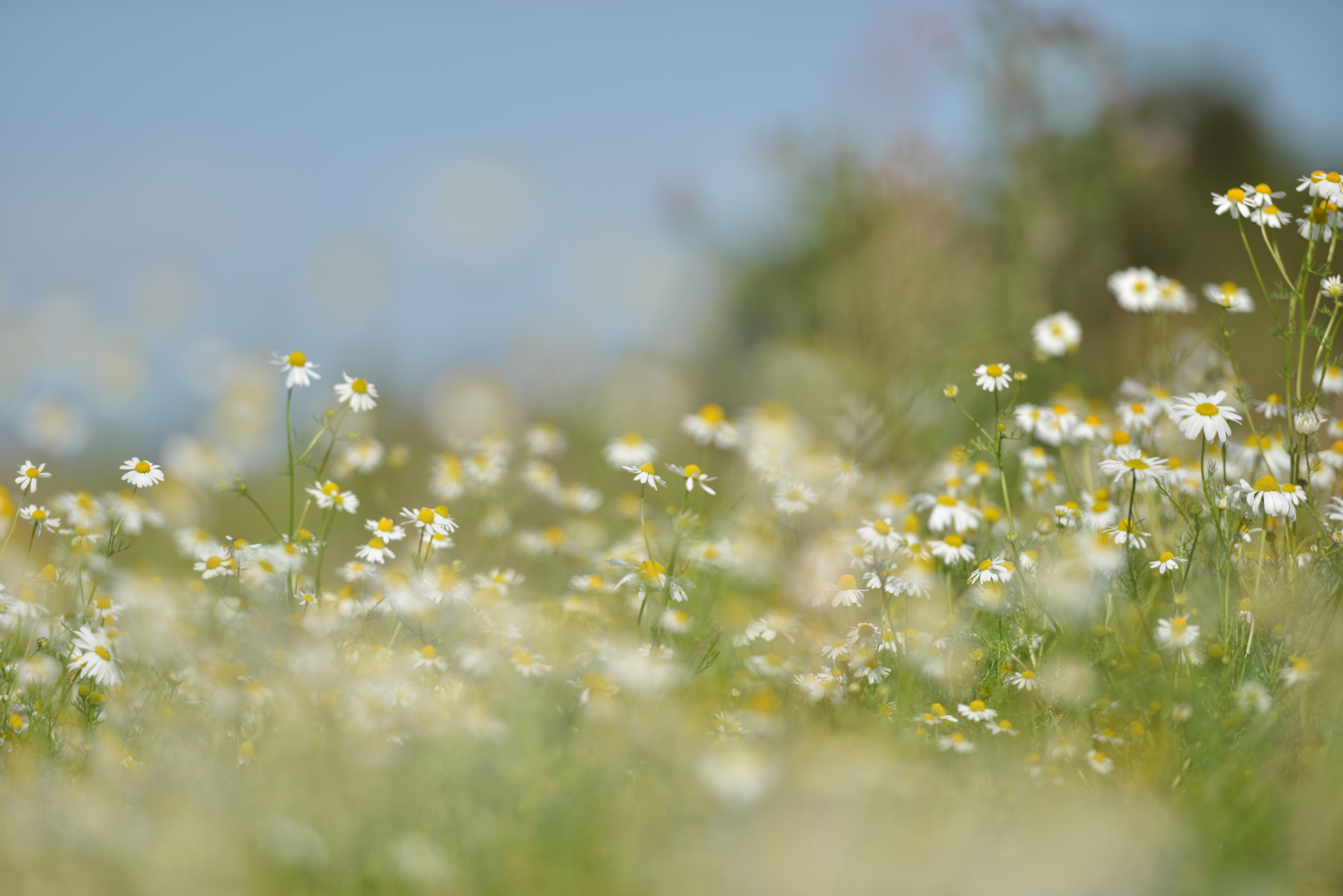 Free Image, water, nature, blossom, dew, sky, field, lawn, meadow, prairie, sunlight, morning, leaf, floral, green, autumn, yellow, flora, wildflower, flowers, close up, grassland, daisies, moisture, macro photography, flower wallpaper, daisy