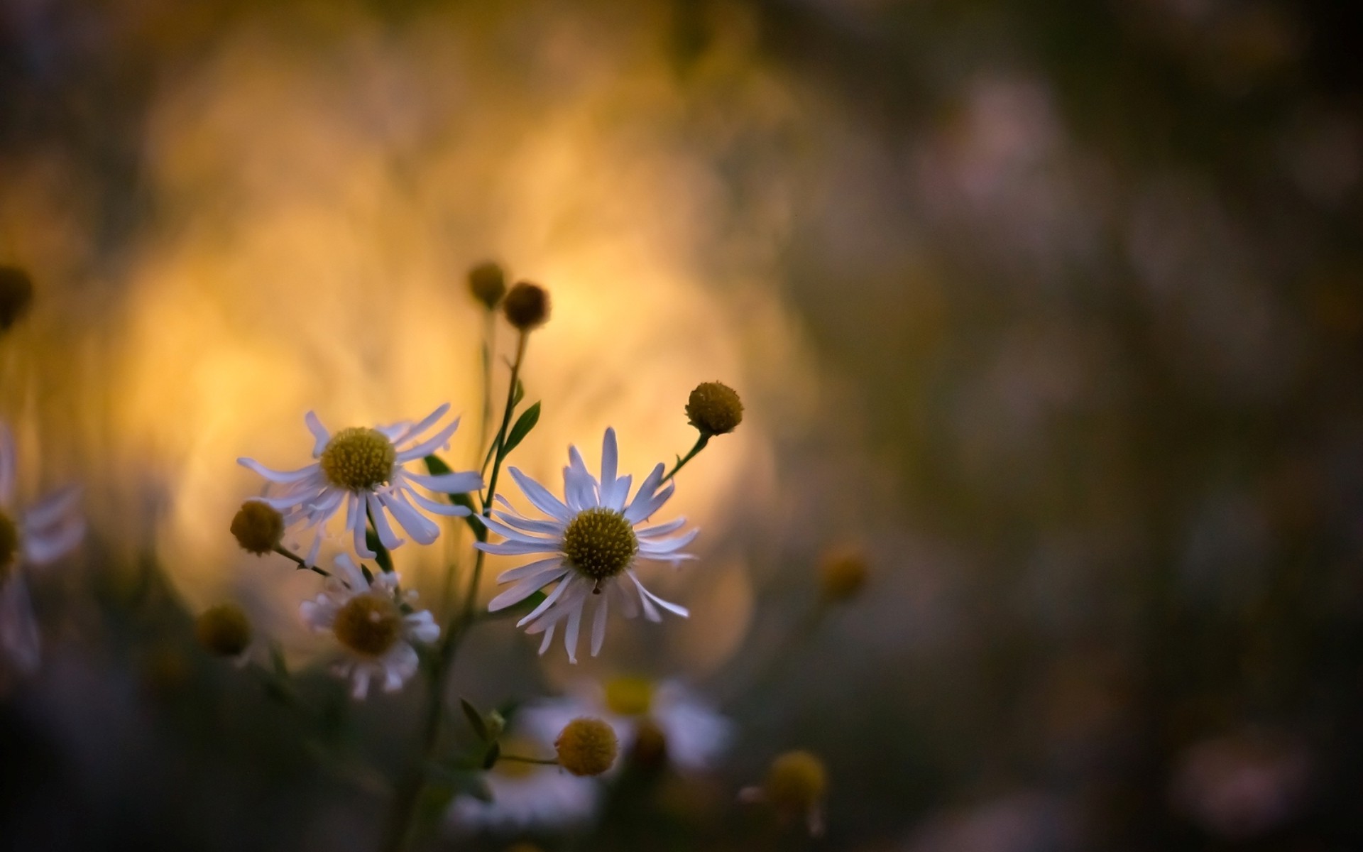 Wallpaper, sunlight, nature, branch, yellow, morning, white flowers, blossom, autumn, leaf, flower, plant, flora, petal, wildflower, 1920x1200 px, computer wallpaper, botany, close up, macro photography, daisy family 1920x1200