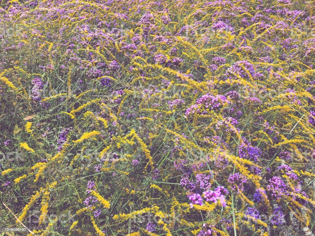 Autumn Wildflower Meadow Image Now