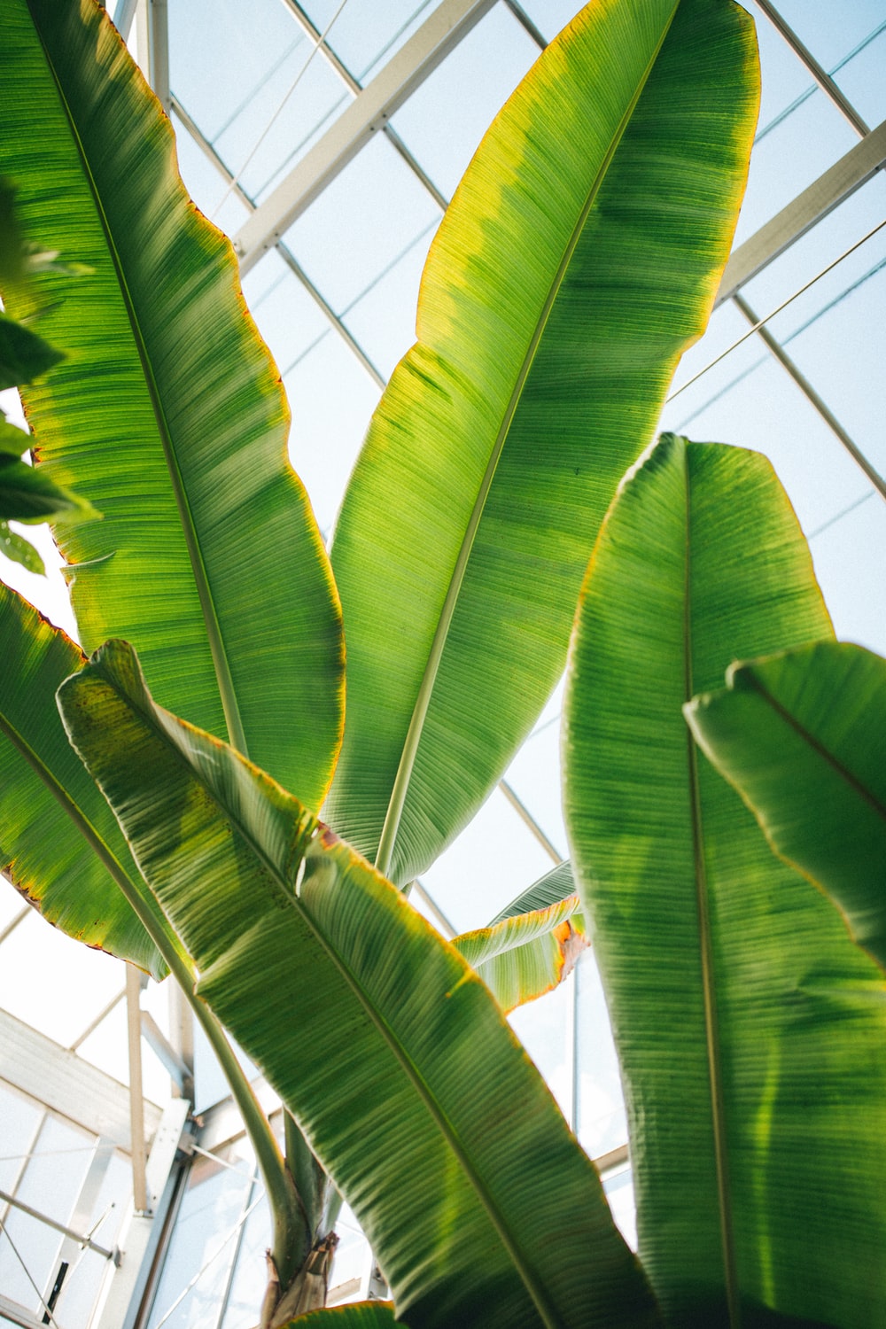 Banana Leaf Picture [HD]. Download Free Image