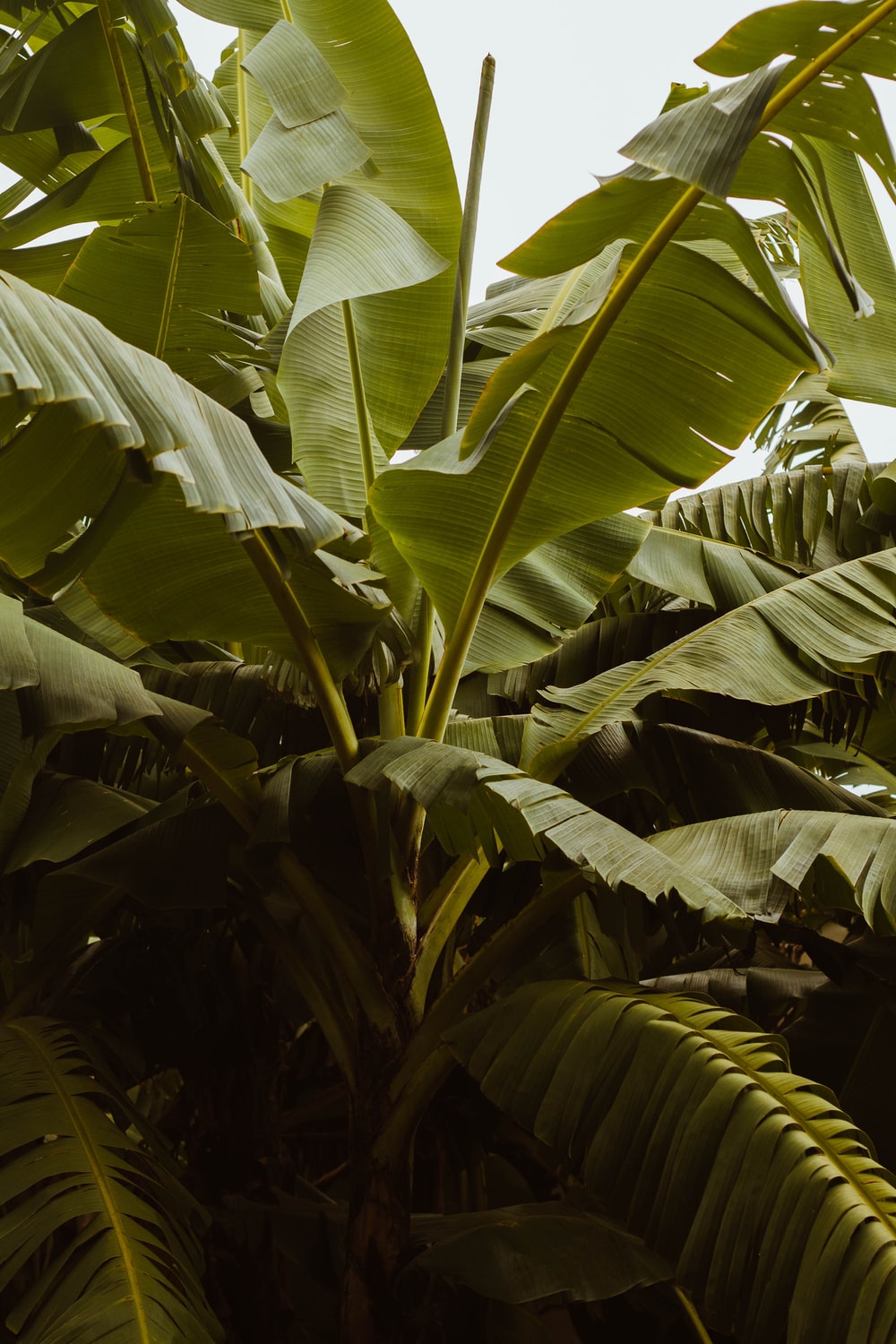 Banana Leaves Picture. Download Free Image