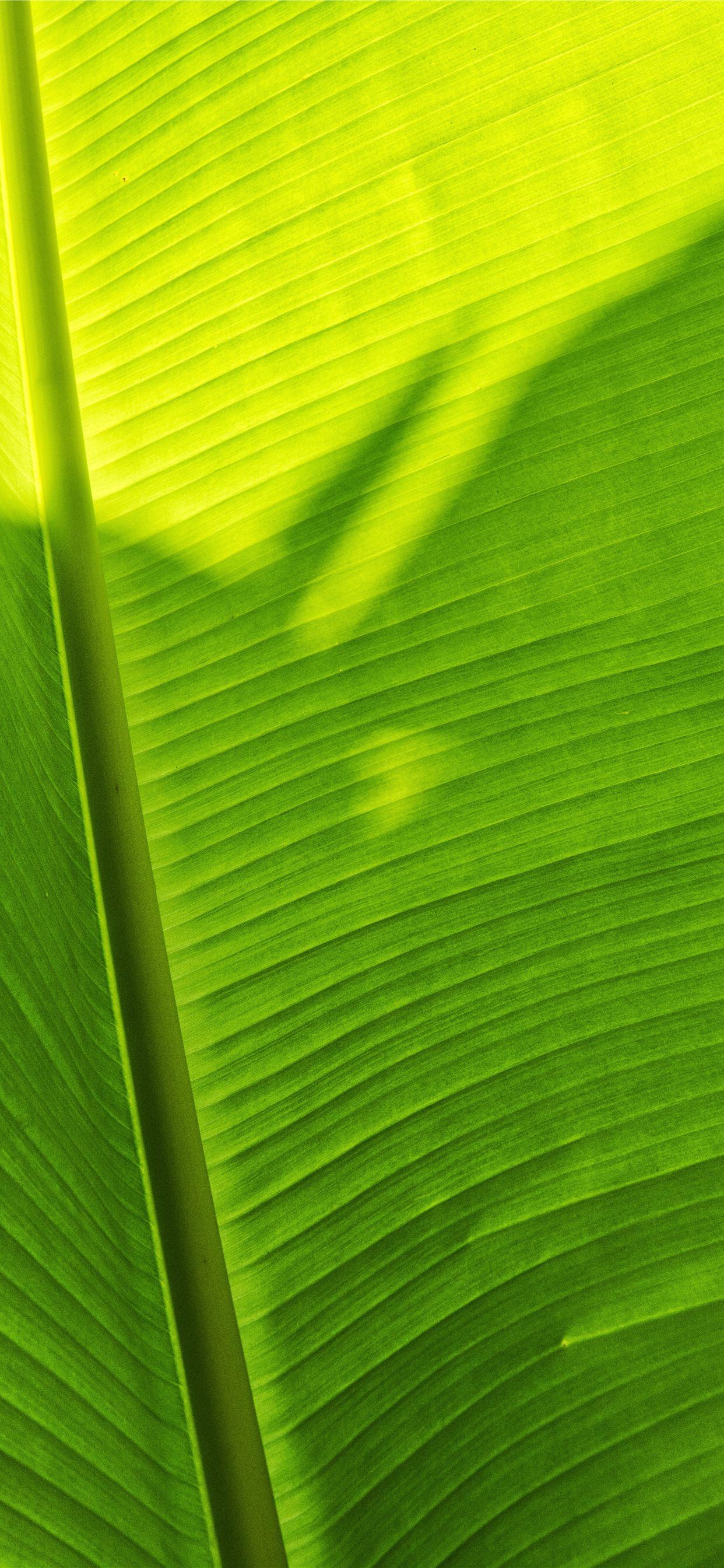 green banana leaf iPhone 11 Wallpaper Free Download