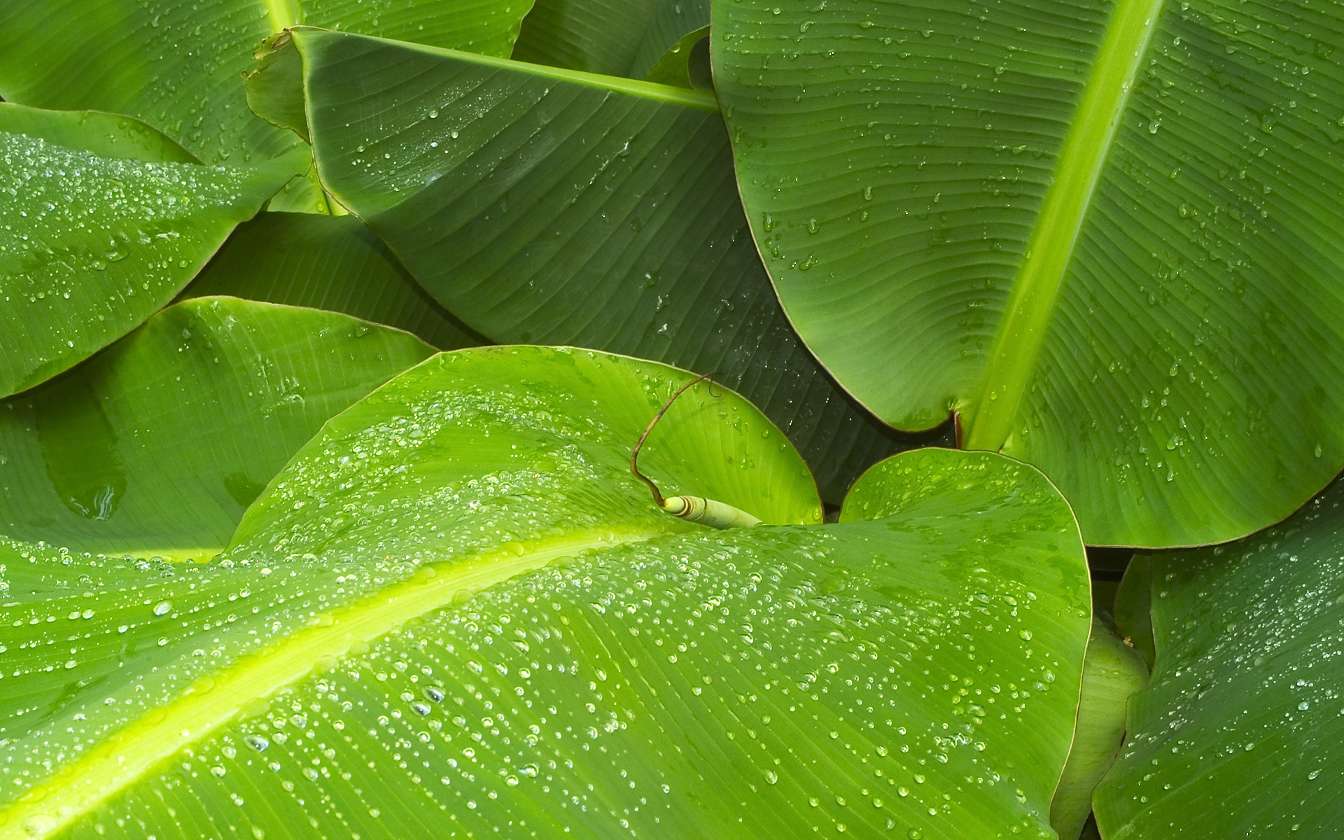 Banana Leaf High Resolution