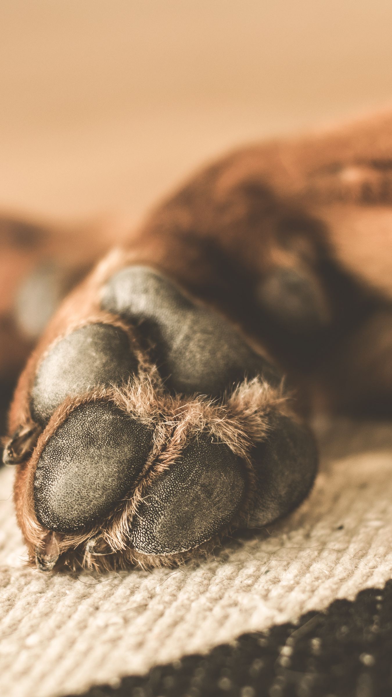 Dog Paws Wallpapers - Wallpaper Cave