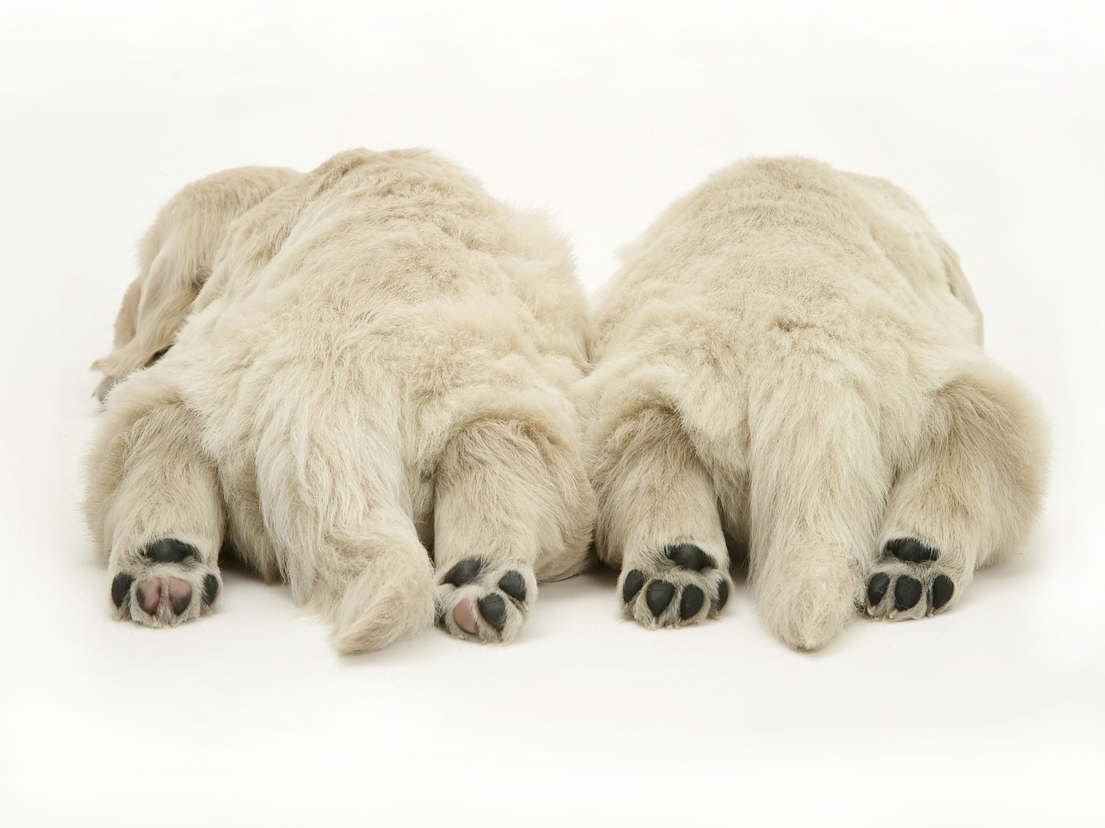 animals dogs paws white background tired 1600x1200 wallpaper High Quality Wallpaper, High Definition Wallpaper