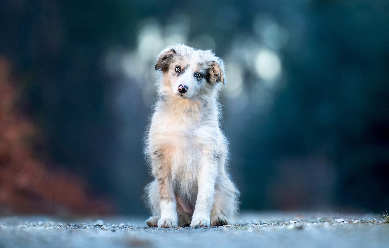 Wallpaper look, light, blue, nature, pose, glare, background, dark, dog, paws, baby, puppy, face, sitting, bokeh, spotted image for desktop, section собаки