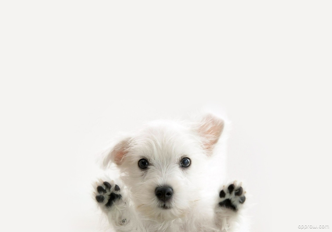 Cute Dog Paws Wallpaper download HD Wallpaper