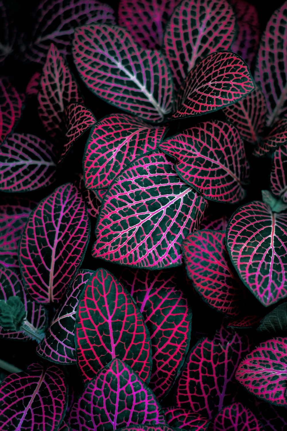 Purple Leaves Picture. Download Free Image