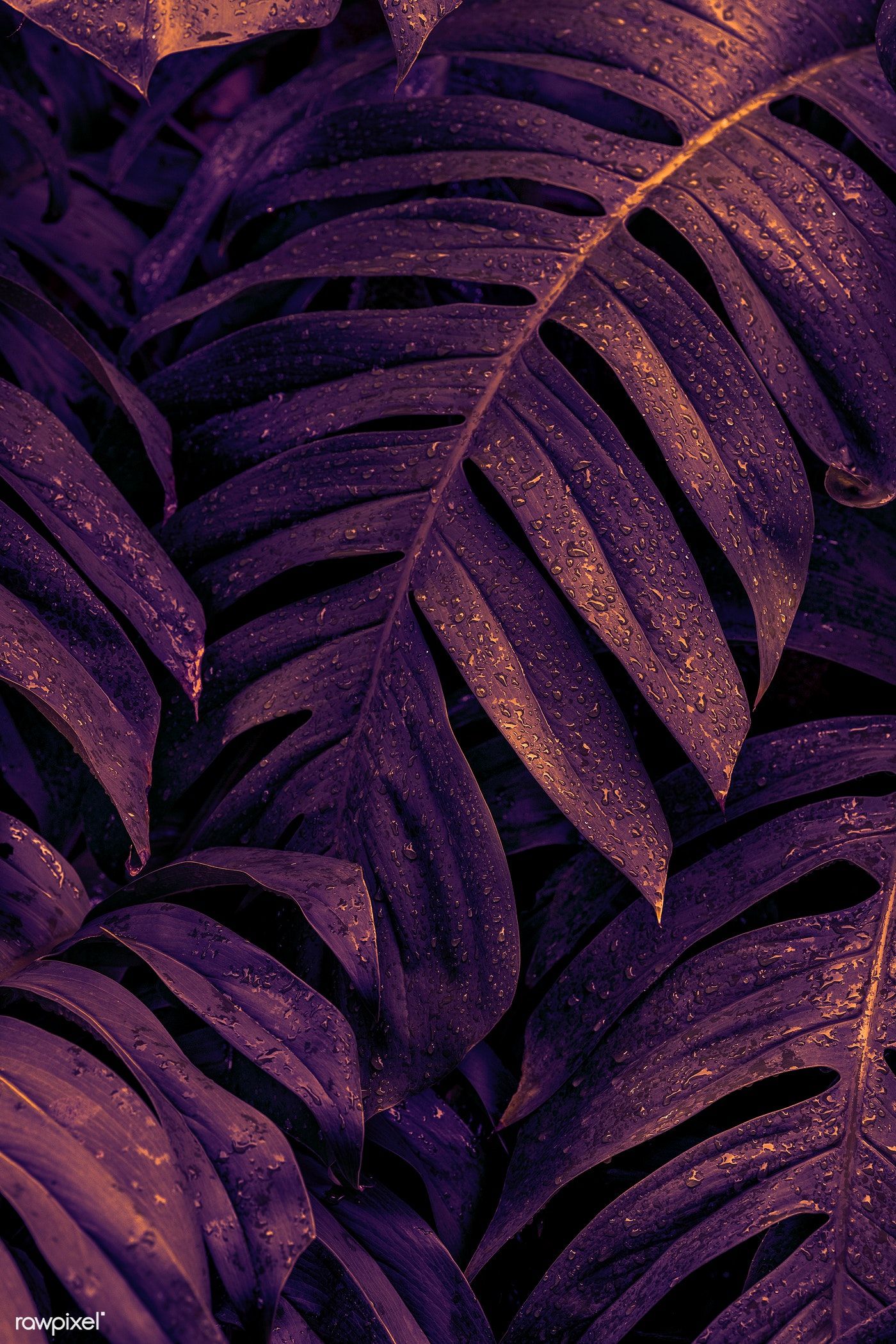 Wet Monstera deliciosa plant leaves in a garden. free image by rawpixel.com / Chim. Gold wallpaper background, Purple wallpaper iphone, Purple wallpaper