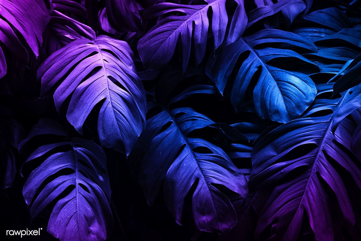 Download premium image of Neon tropical Monstera leaf banner 1219984. Monstera leaf, Neon jungle, Dark blue flowers
