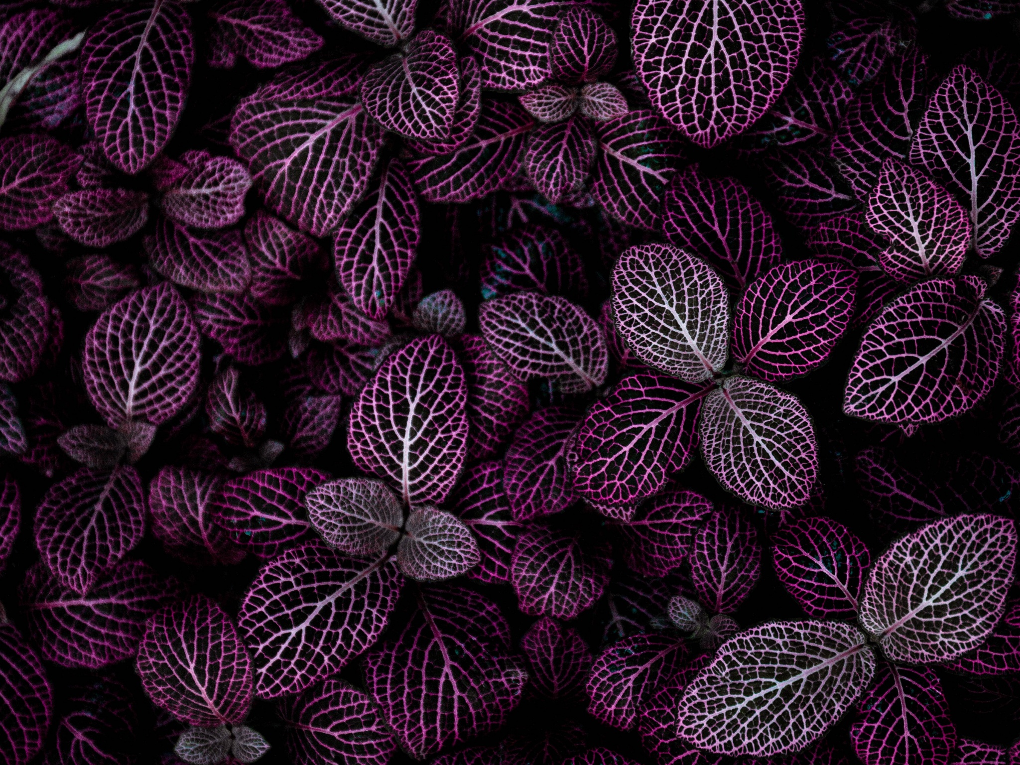 Purple leaves Wallpaper 4K, Plant, Floral, Pattern, Nature