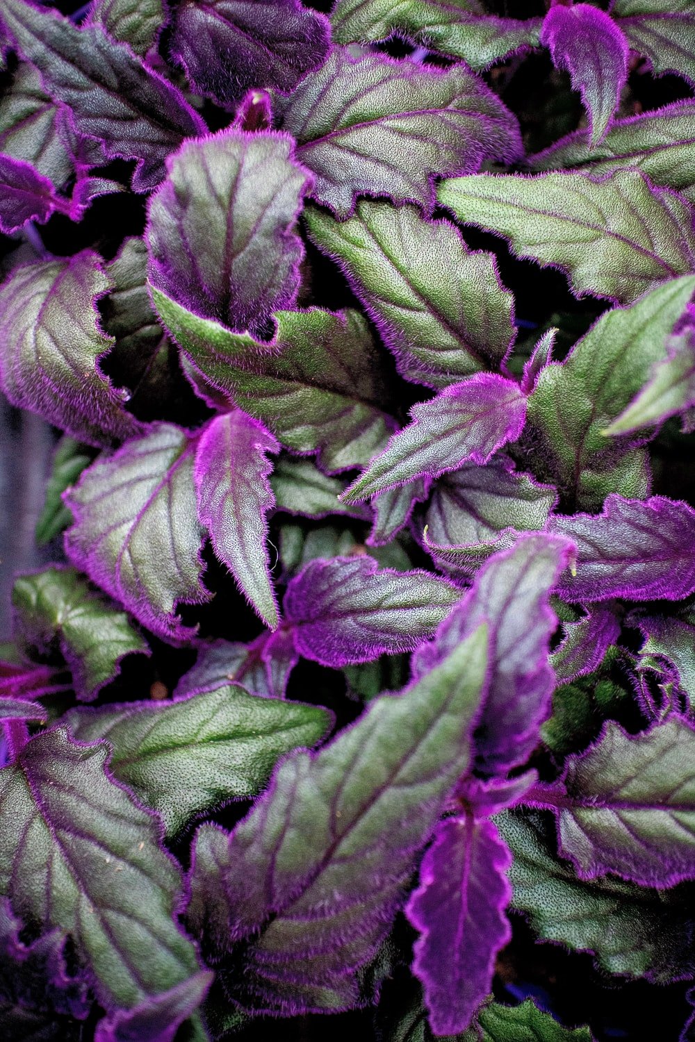 Purple Leaves Picture. Download Free Image