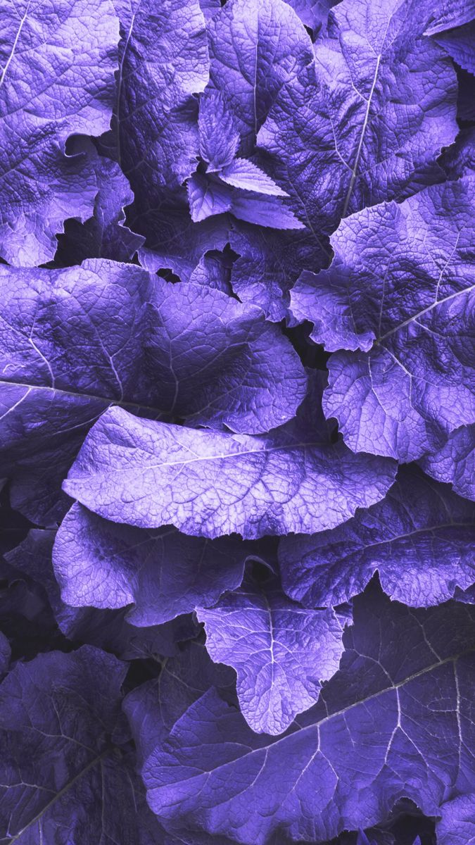 Purple Leaves. Wallpaper. Leaf wallpaper, Wallpaper, Purple