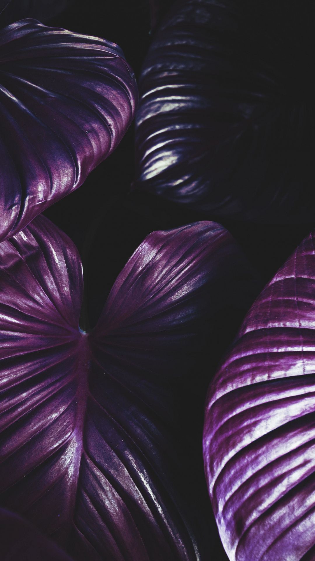 Purple, big leaves, close up, 1080x1920 wallpaper. Purple plants, Plant texture, Leaf background