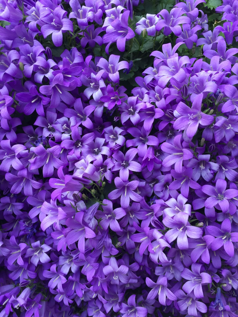 Purple Flower Picture. Download Free Image
