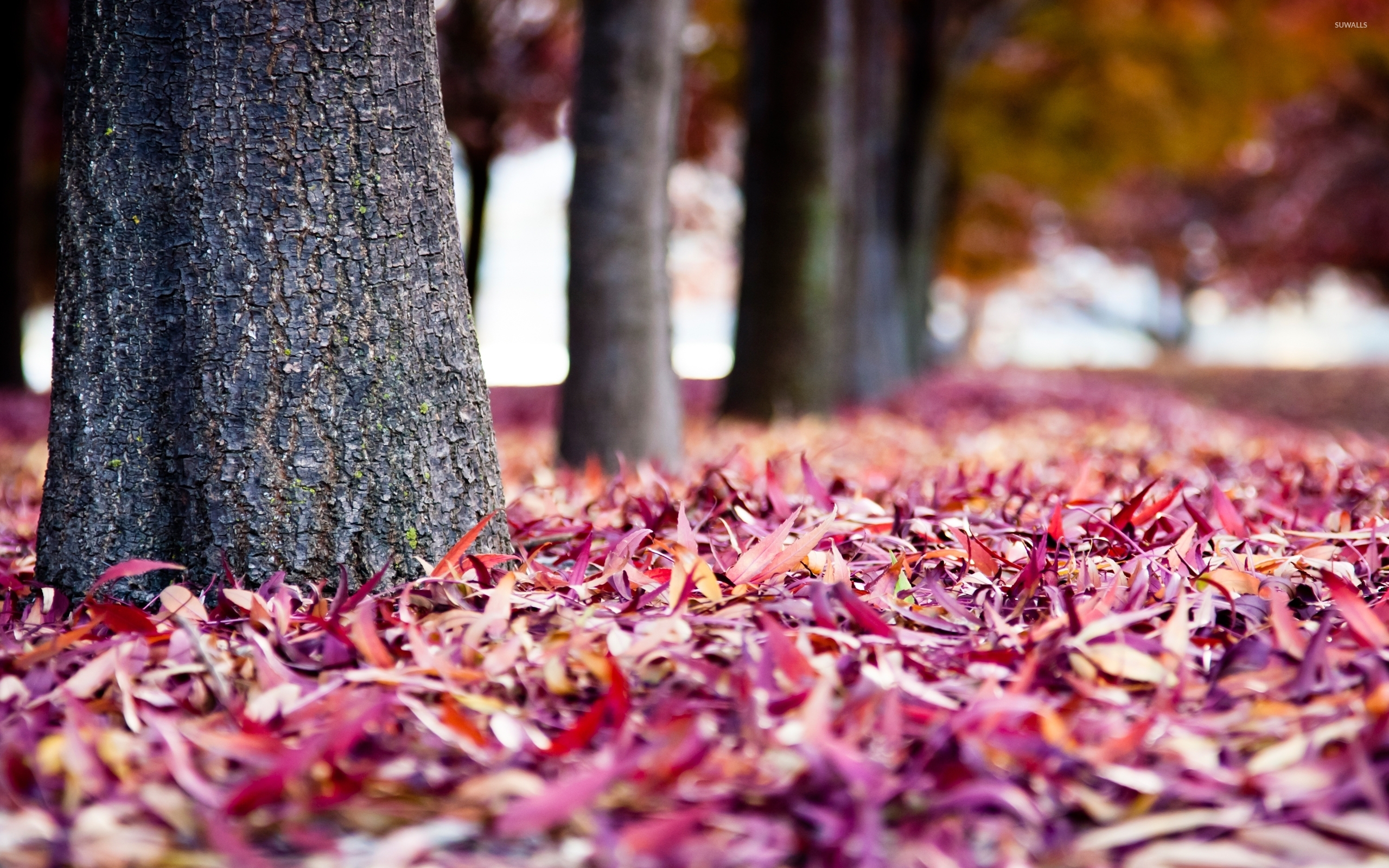 Purple autumn leaves wallpaper