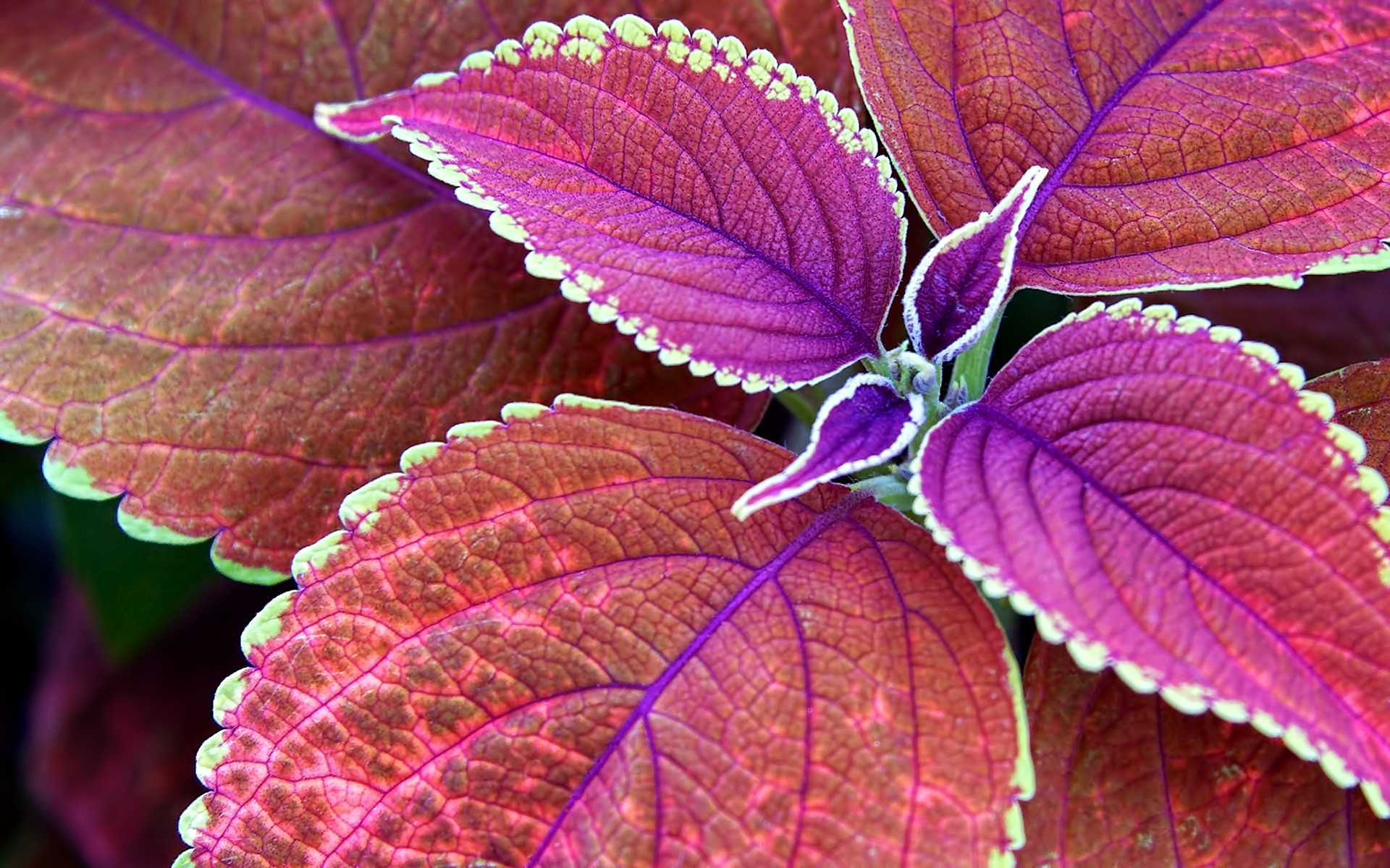 Nature Wallpaper HD with Macro Photo of Purple Leaves Wallpaper. Wallpaper Download. High Resolution Wallpaper