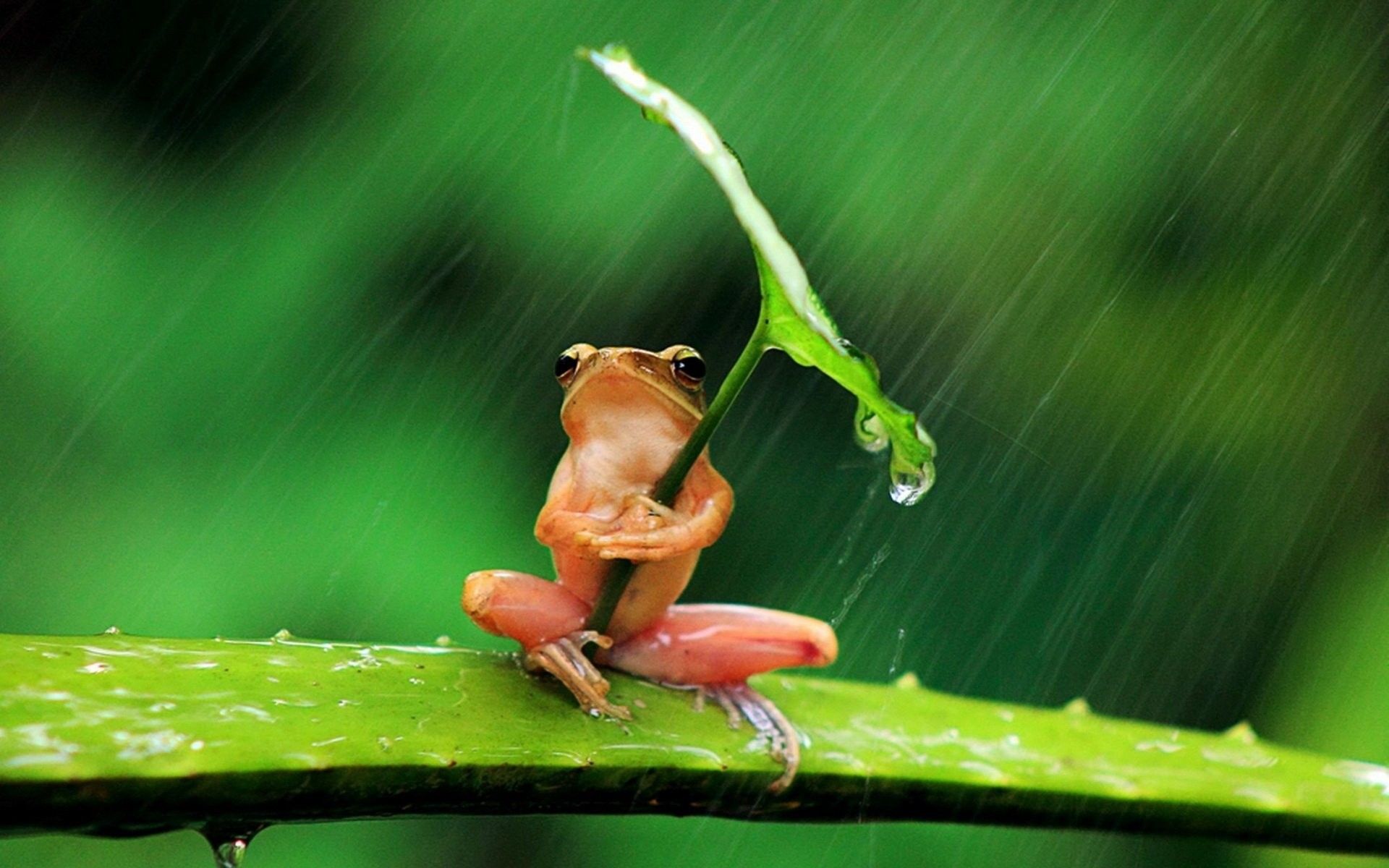 Cute Frogs Wallpaper