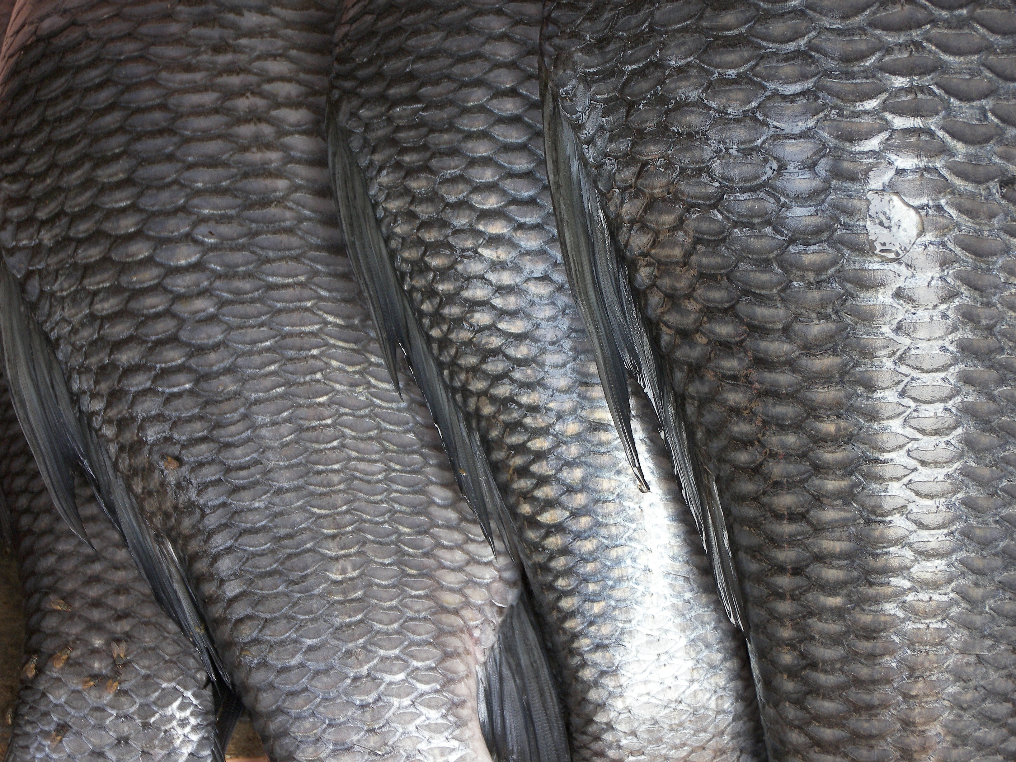 fish scales