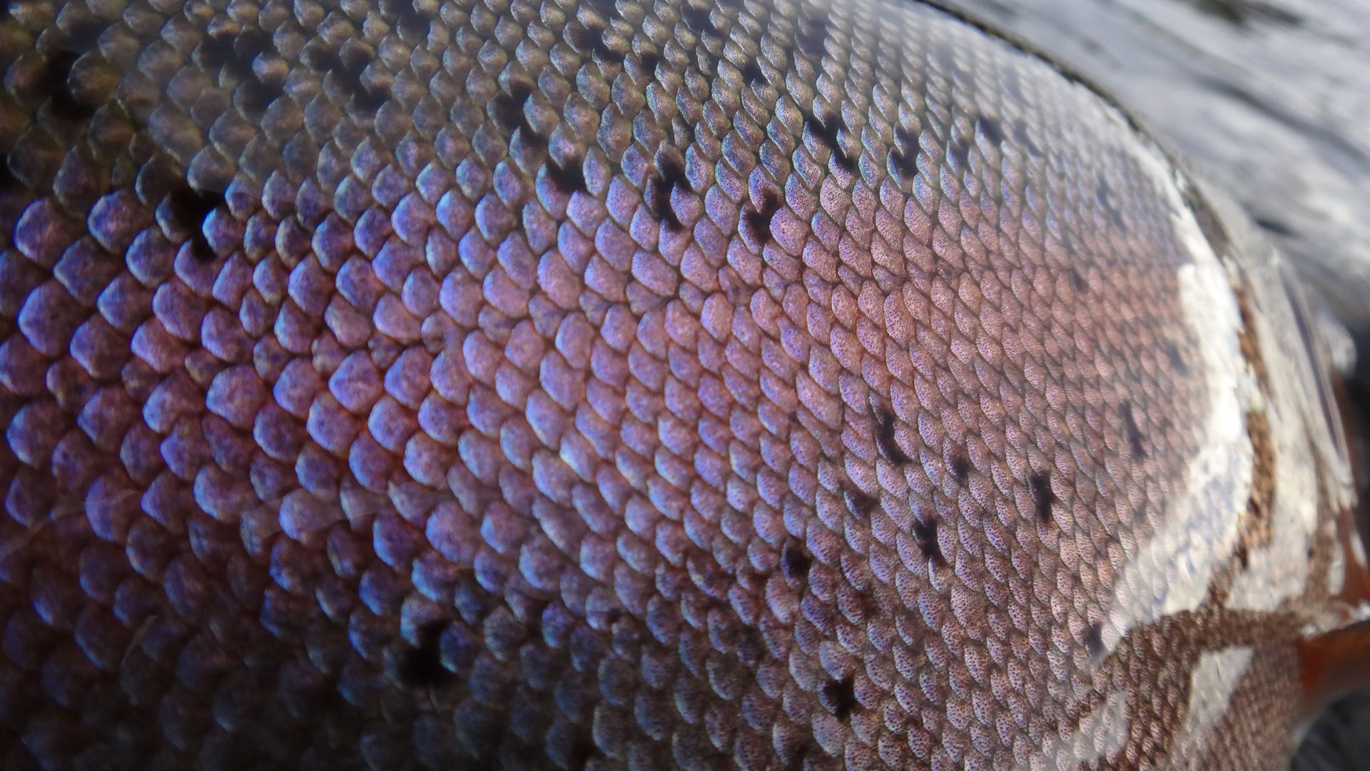 Texture ideas. texture, fish scales, textures patterns