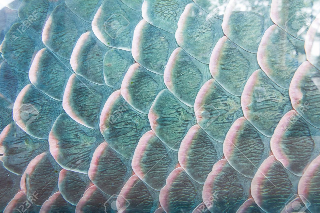 Texture d'échelle de poissons, gros plan pour le fond. Fish scales, The shape of water, Fish