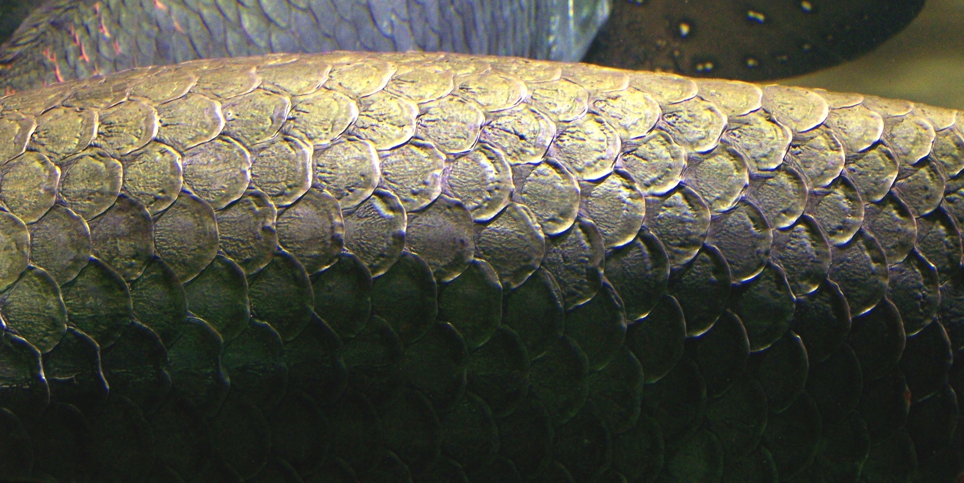 fish scales macro 1920x962 wallpaper