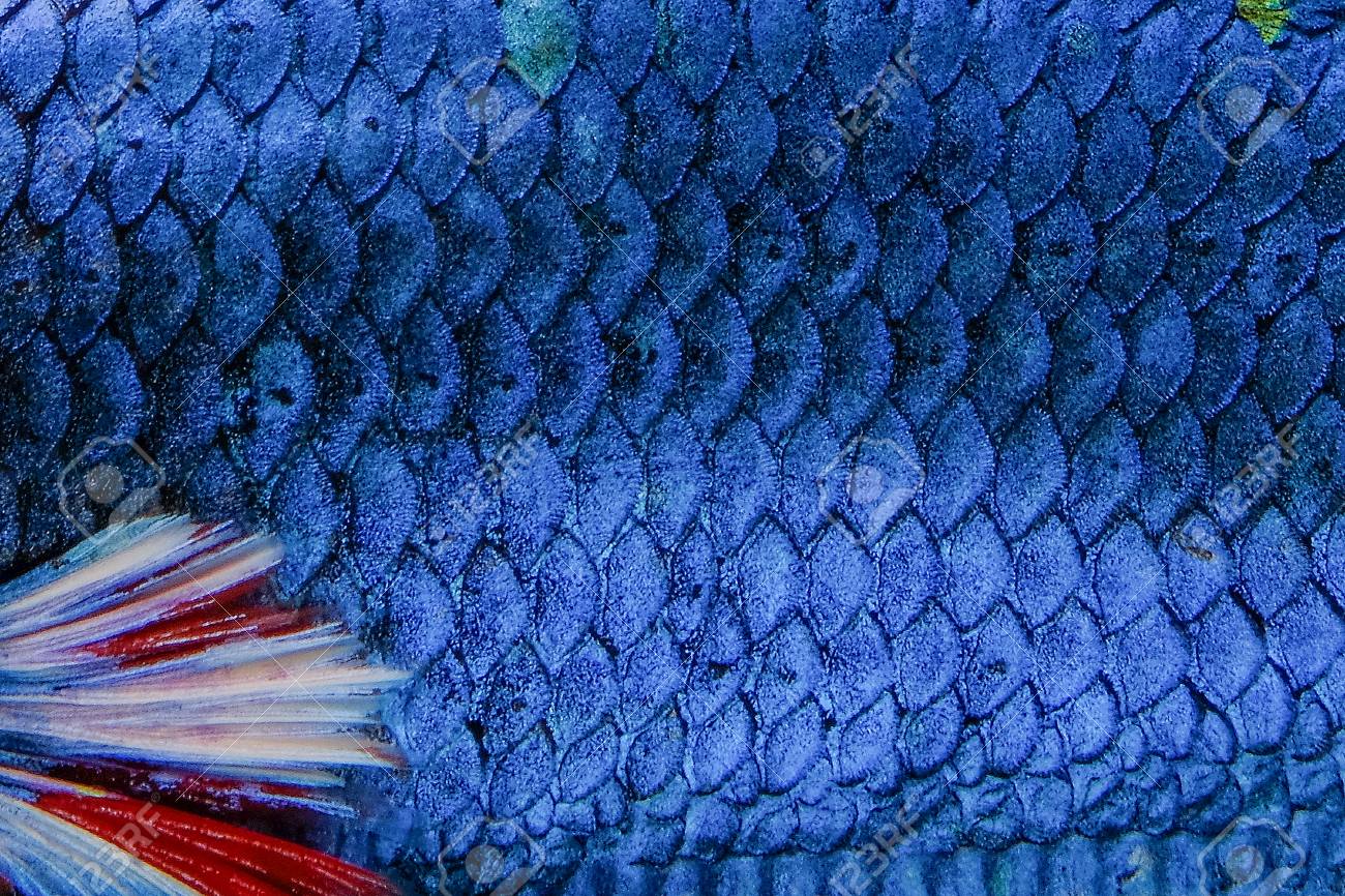 Free download Fish Scale Siamese Betta Fish Beautiful Color Background Stock [1300x866] for your Desktop, Mobile & Tablet. Explore Scale Background. Scale Background, Mermaid Scale Wallpaper, Large Scale Wallpaper
