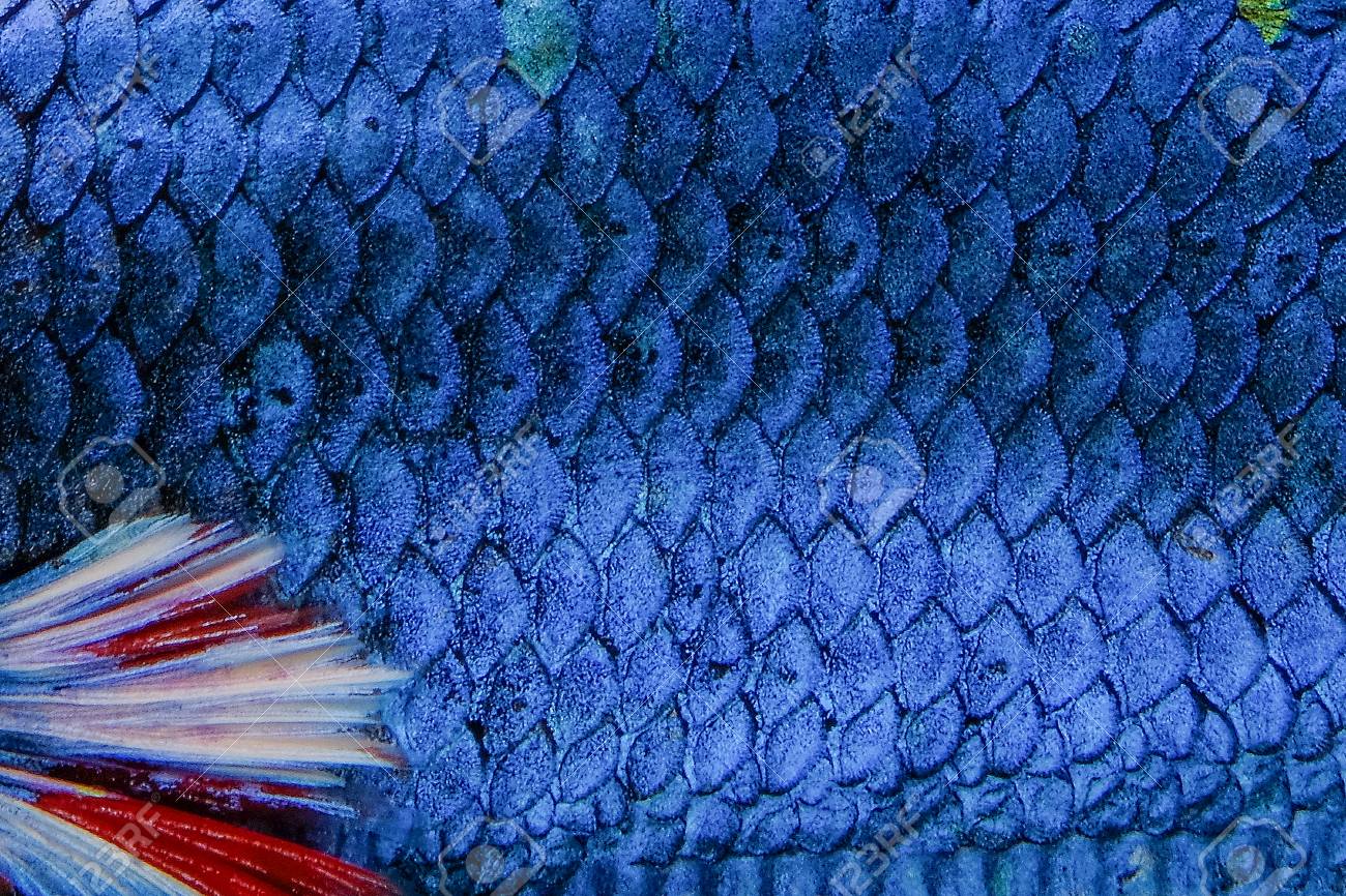 real fish scales pattern