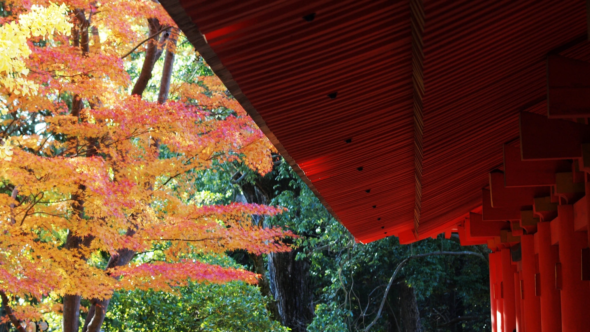 Autumn Festivals to Celebrate in Japan