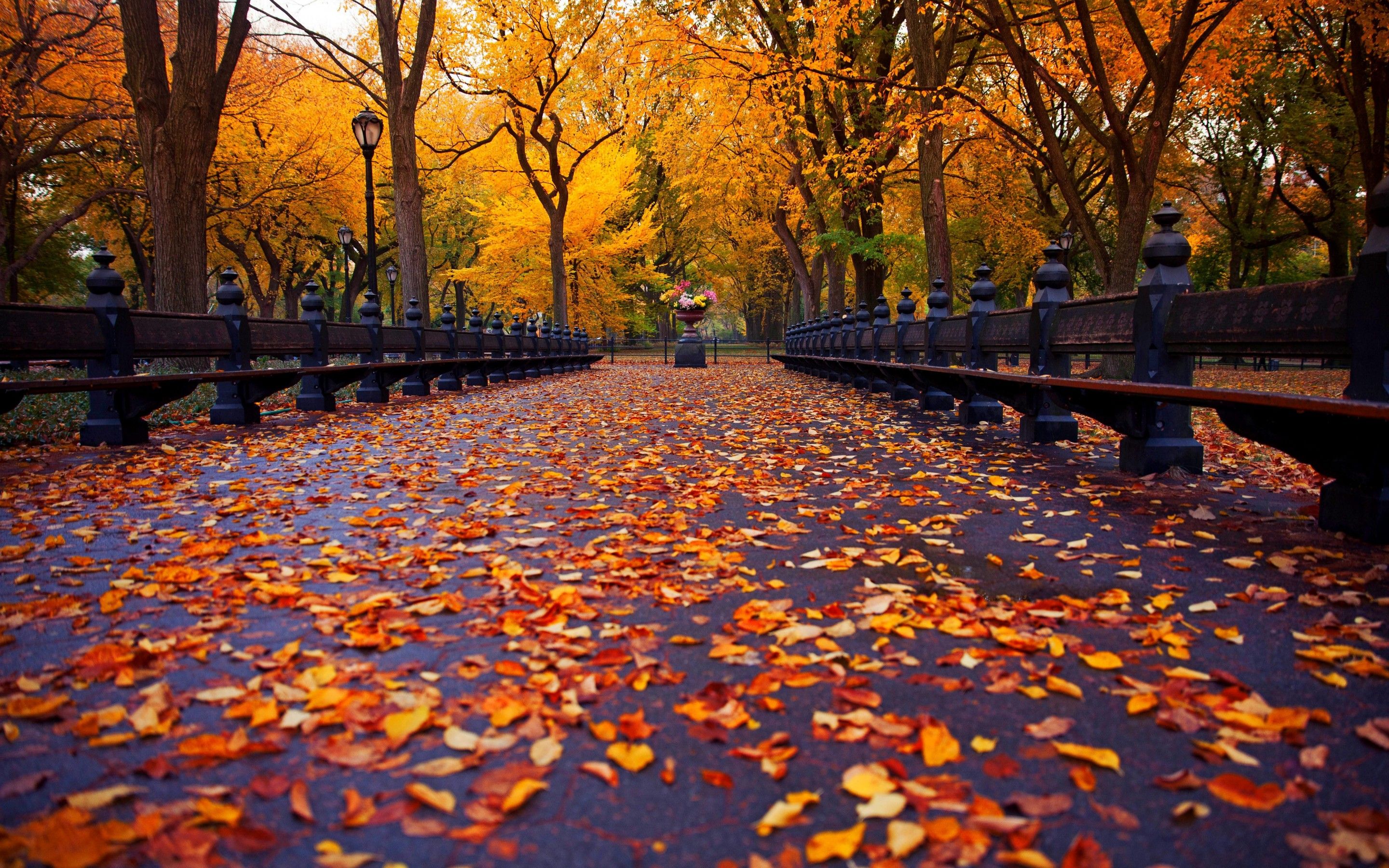 Autumn Central Park New York Wallpaper FREE Picture