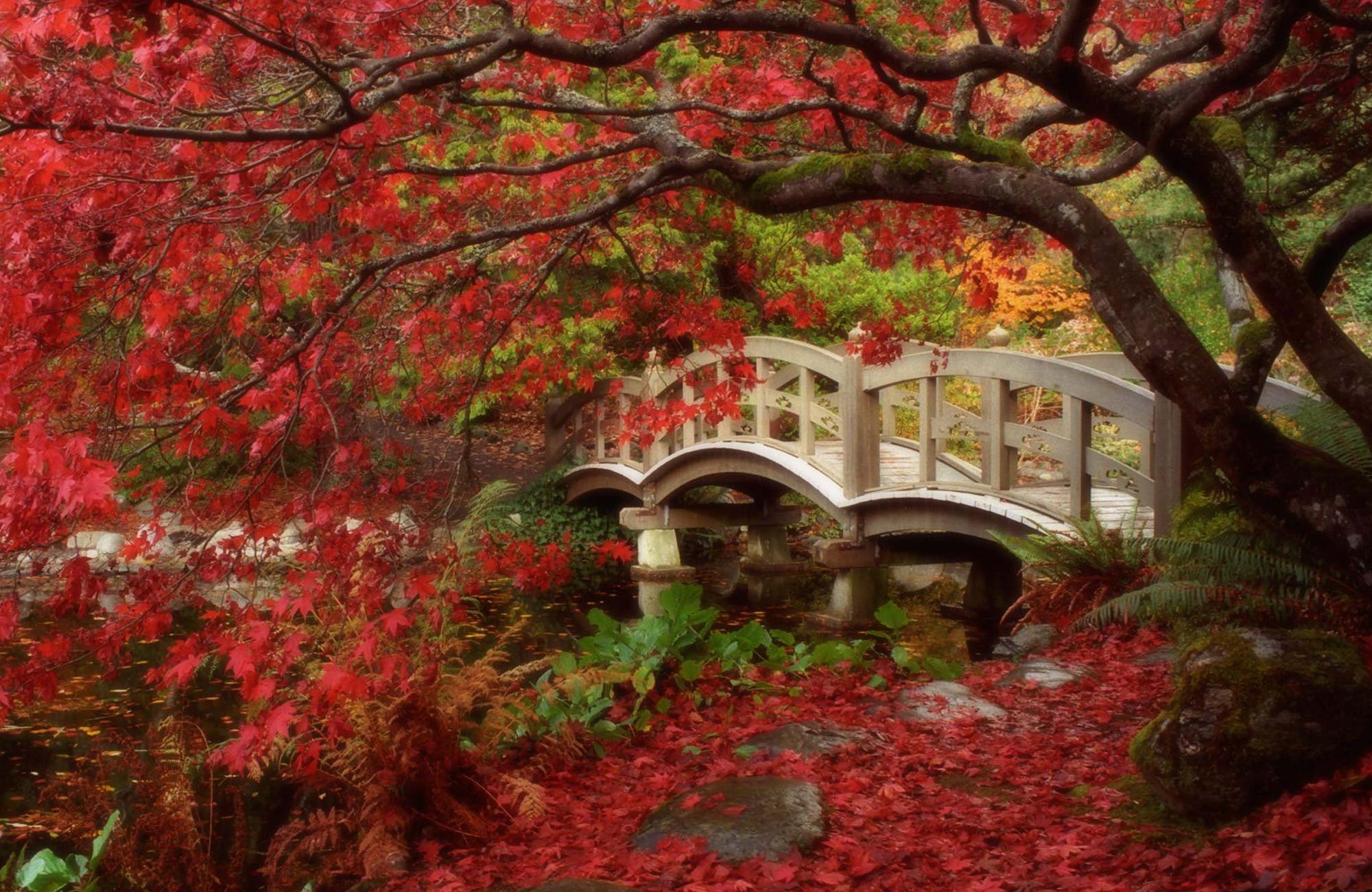 Japanese Garden Fall Festival