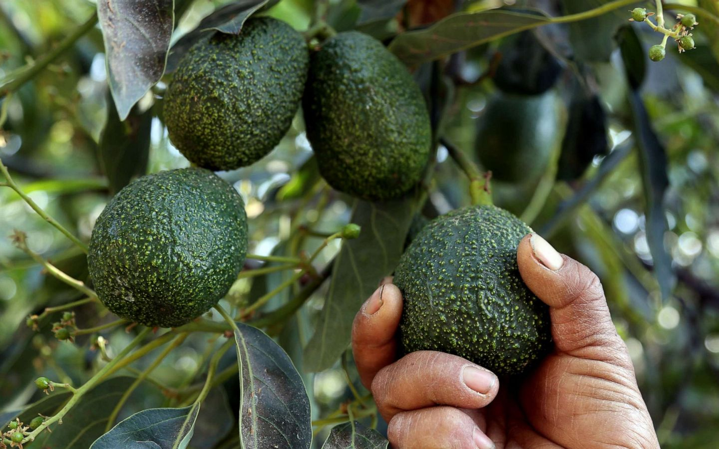 Free download For National Avocado Day win a grove in Mexico or 5K to buy as [1600x900] for your Desktop, Mobile & Tablet. Explore Avocado Day Wallpaper